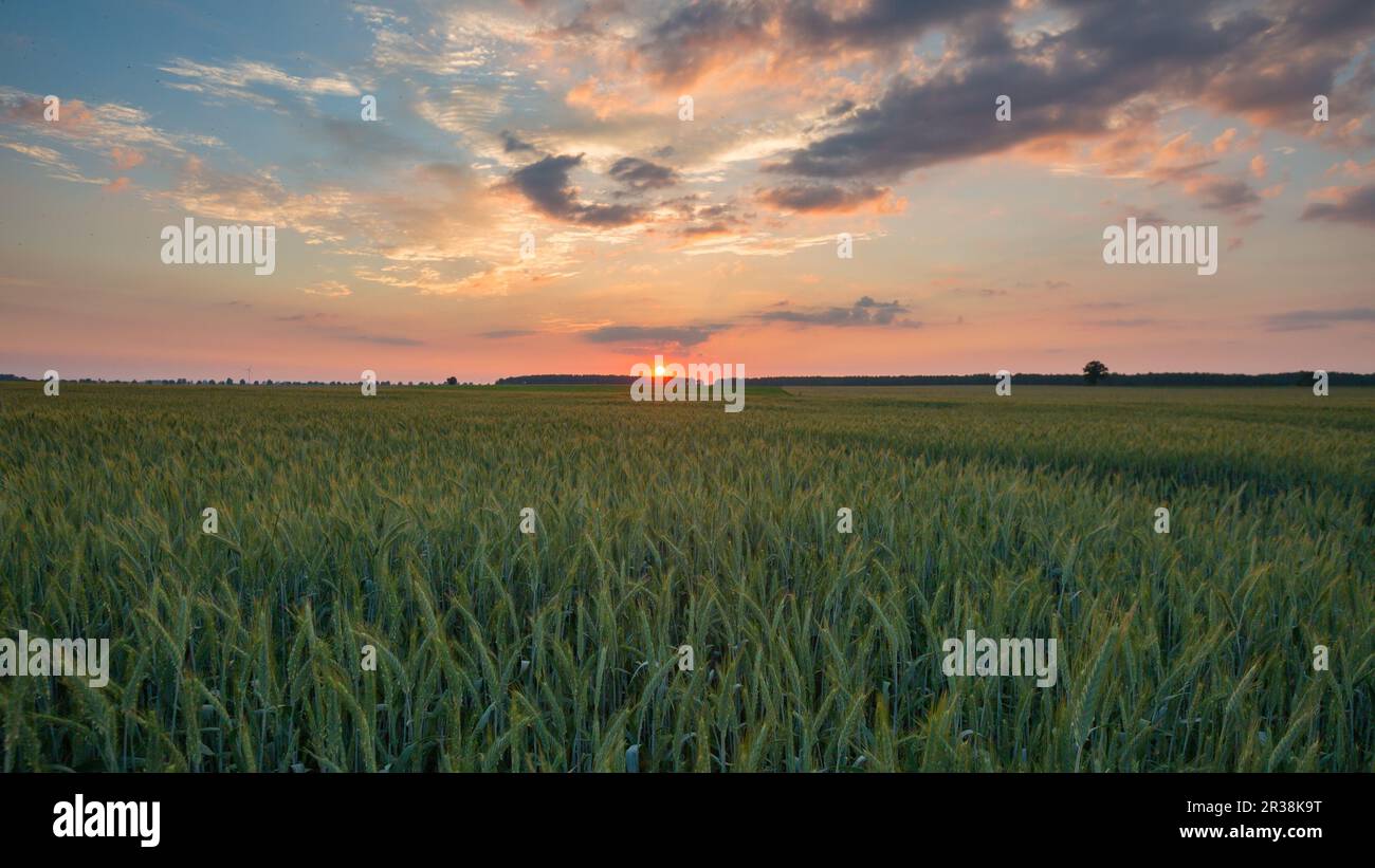 Schönen Sonnenuntergang Himmel über Müsli Feld in ruhigen ländlichen Landschaft. Polnische Landschaft Stockfoto