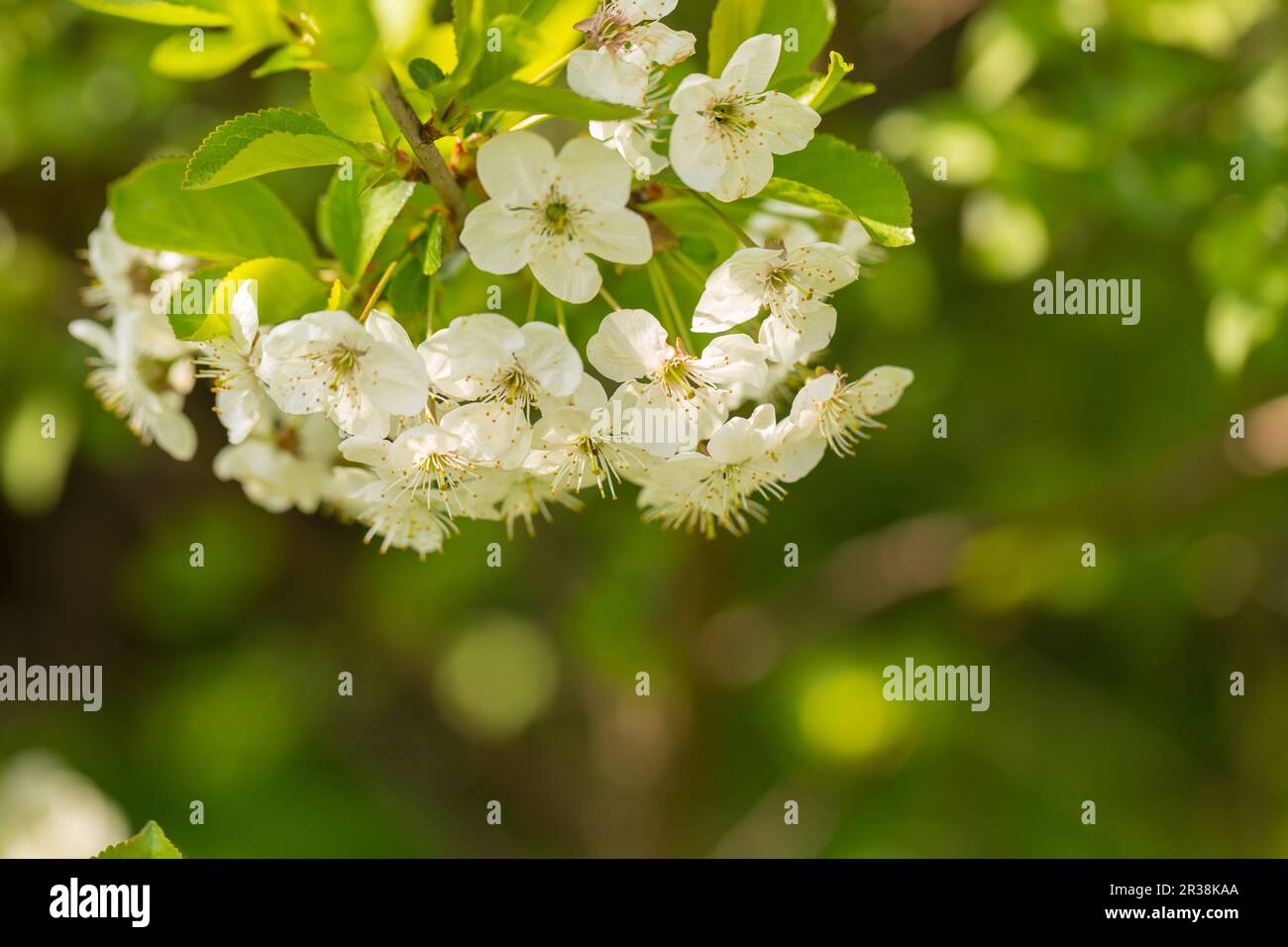 Blühende Zweige der Kirschbaum oder gean Baum. Nahaufnahme der Blüte Niederlassungen in polnischen Obstgarten. Stockfoto