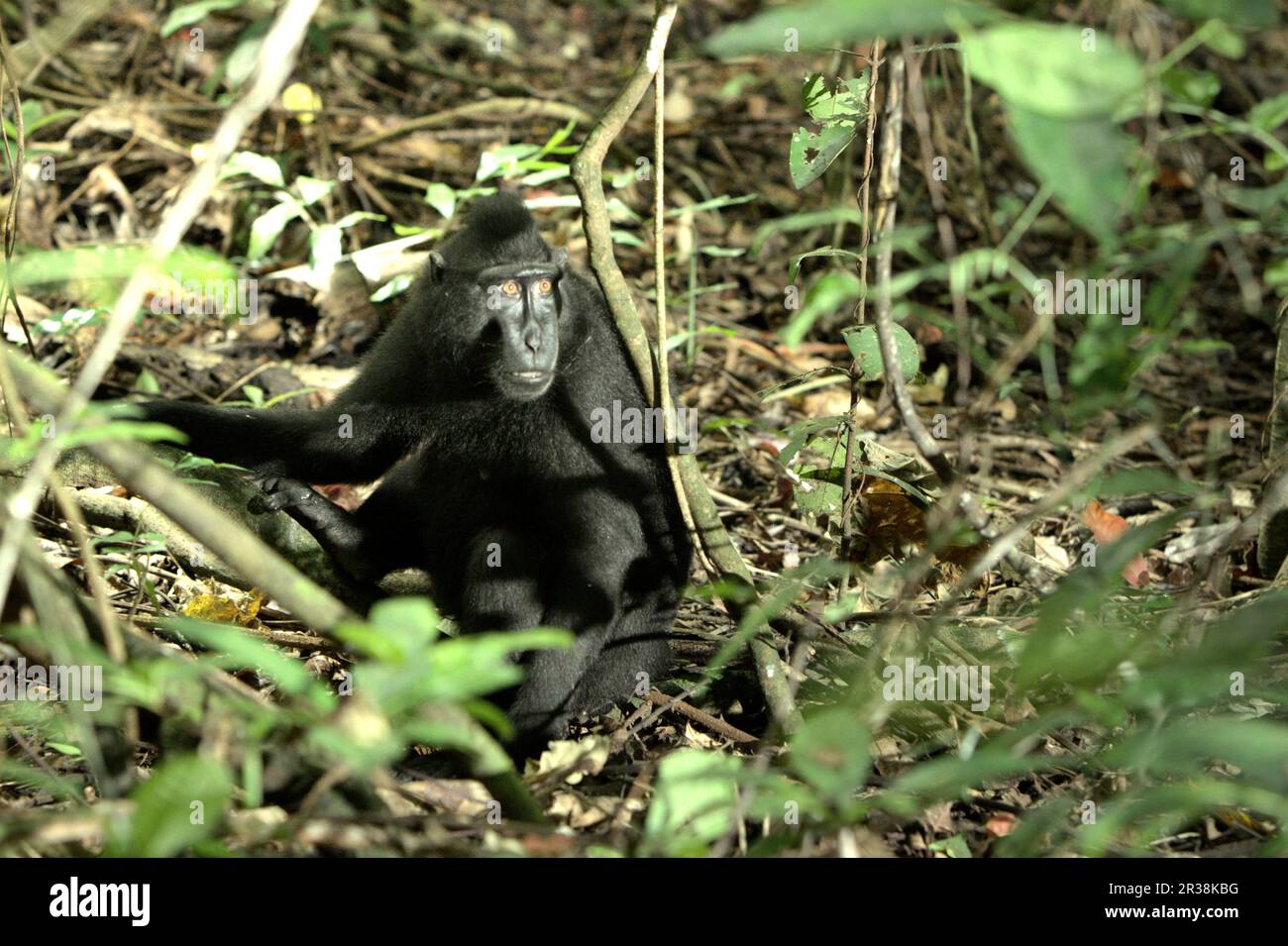 Umweltporträt einer Sulawesi-Schwarzkammmakaken (Macaca nigra) im Naturschutzgebiet Tangkoko, Nordsulawesi, Indonesien. Die Auswirkungen des Klimawandels auf die endemischen Arten sind auf verändertes Verhalten und Nahrungsverfügbarkeit zu sehen, die ihre Überlebensrate beeinflussen. „Wie die Menschen überhitzen sich Primaten und werden durch anhaltende körperliche Aktivität bei extrem heißem Wetter dehydriert“, so ein Wissenschaftler, Brogan M. Stewart, in seinem Bericht, der 2021 über das Gespräch veröffentlicht wurde. Stockfoto
