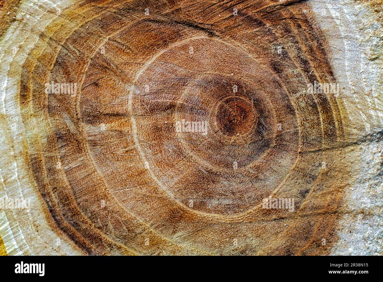 Querschnitt durch einen Baumstamm Stockfoto