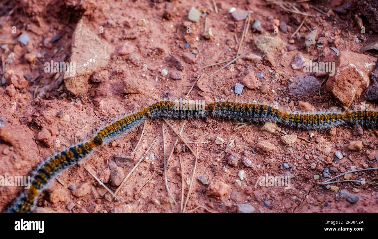Raupen in der Reihe Stockfoto
