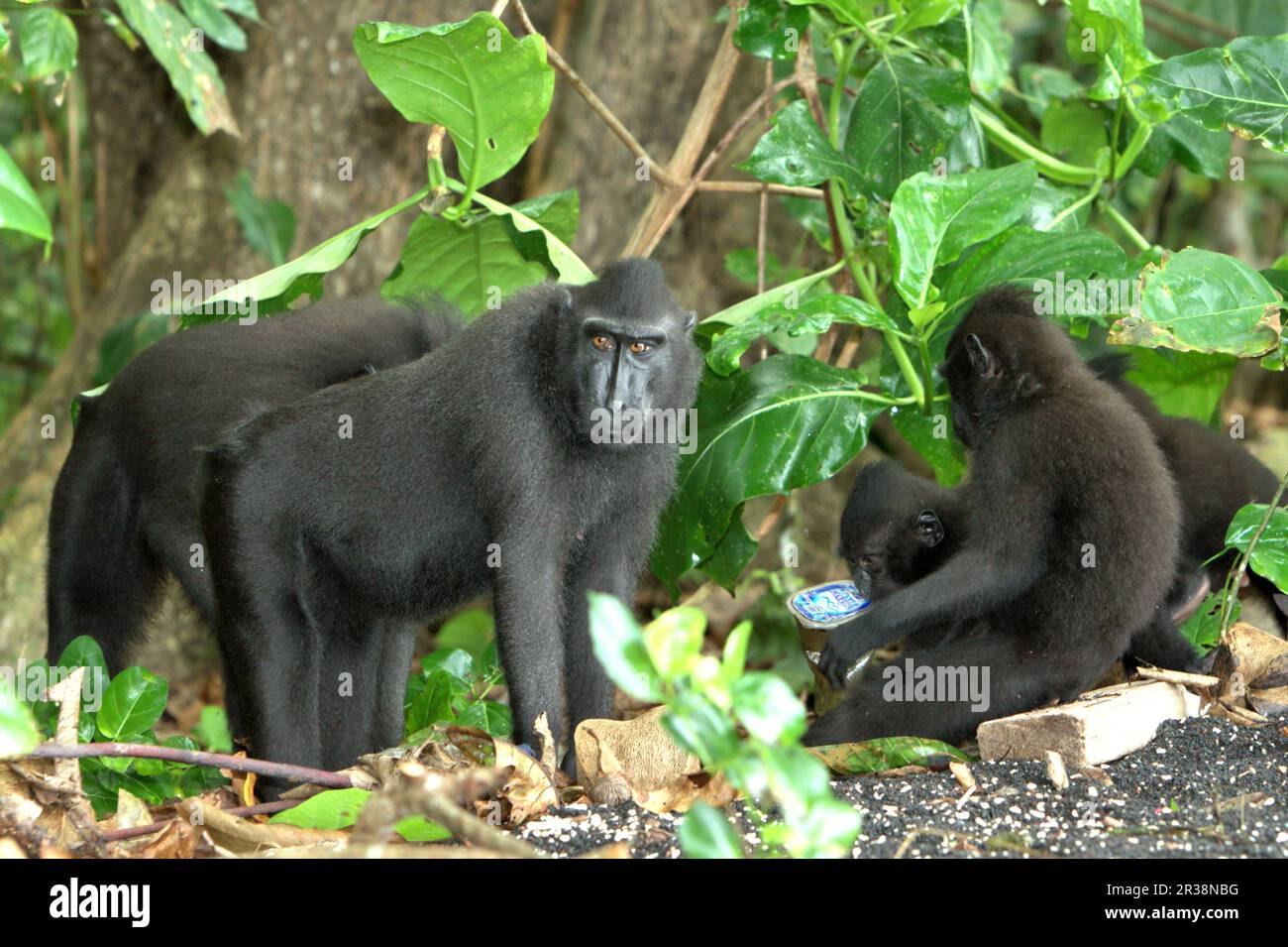 Ein Sulawesi-Schwarzkammmakaken (Macaca nigra) starrt in die Kamera, während seine Gruppe in der Nähe eines Strandes forscht, wo eine Mülldeponie mit Plastikabfällen gesichtet wird, im TWA Batuputih (Naturpark Batuputih) in der Nähe des Naturschutzgebiets Tangkoko, North Sulawesi, Indonesien. „Nicht nachhaltige menschliche Aktivitäten sind heute die wichtigste Kraft, die Primaten zum Aussterben bringt“, so ein Team von Wissenschaftlern unter der Leitung von Alejandro Estrada (Institut für Biologie, Nationale Autonome Universität von Mexiko) in ihrem 2017 veröffentlichten Aufsatz über ScienceAdvances. Stockfoto