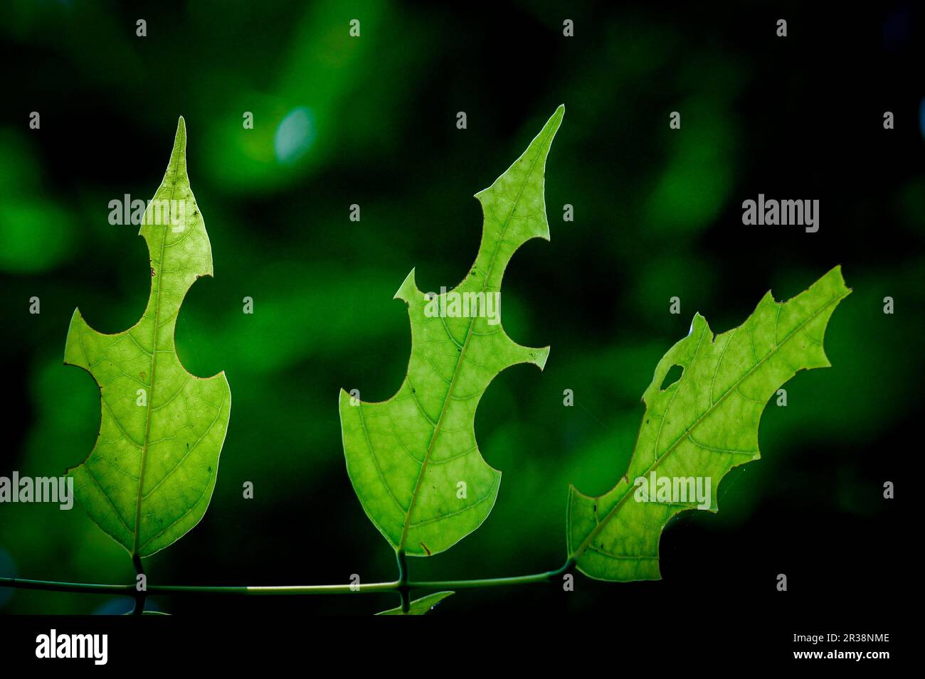 Blatttechnik von Insekten. Interessantes Laub. Blattfütterungskäfer. Blattwerk von Insekten, Blattkunst, Konsistenz. Blätter, die von Insekten gefressen wurden. Stockfoto