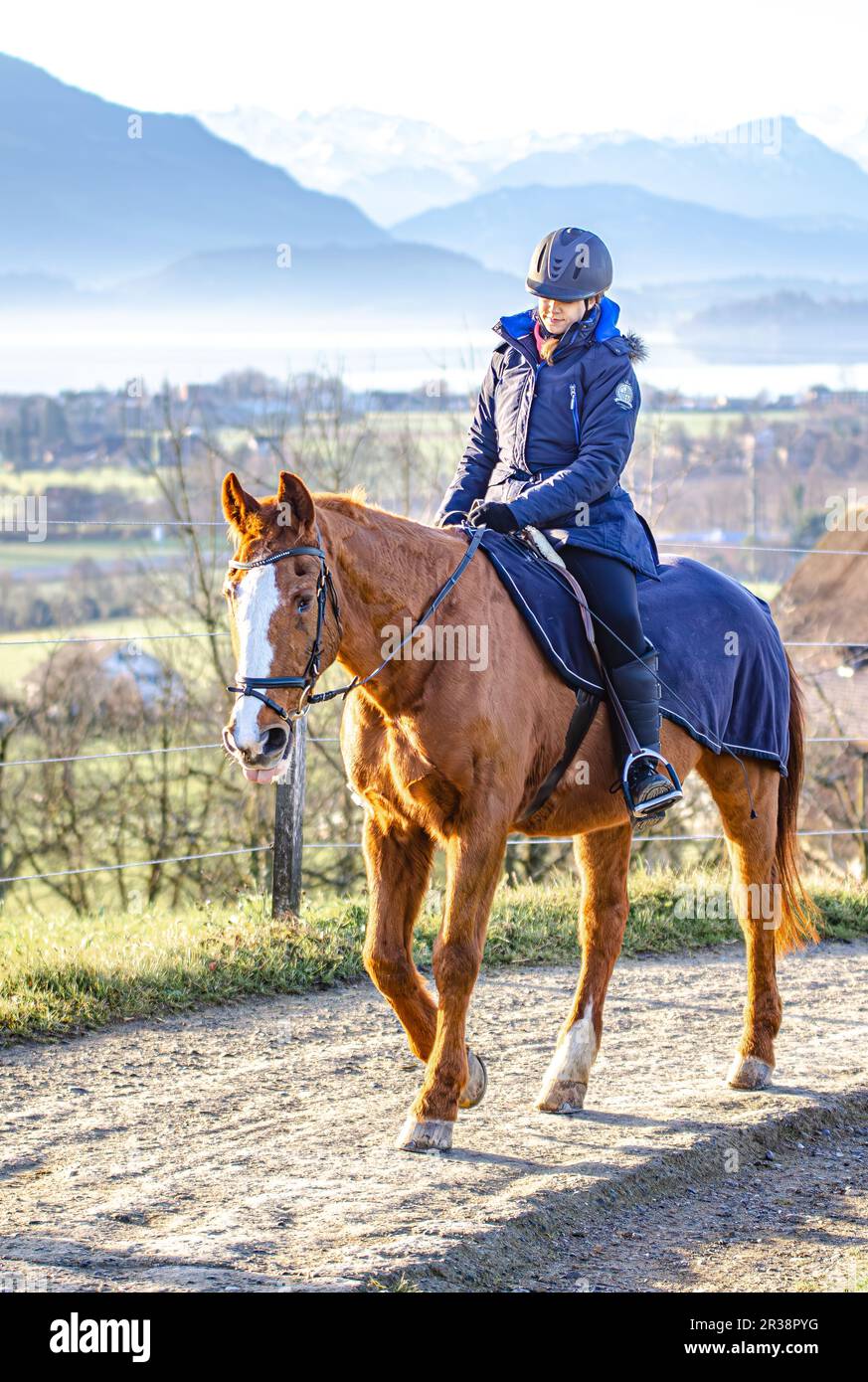 Reiter am frühen Morgen auf der Straße mit ihrem Pferd in Zug Schweiz Stockfoto
