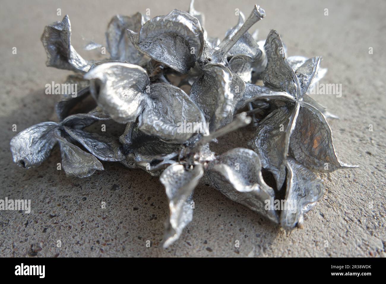 Trockene Baumwollkapseln in Silber Stockfoto