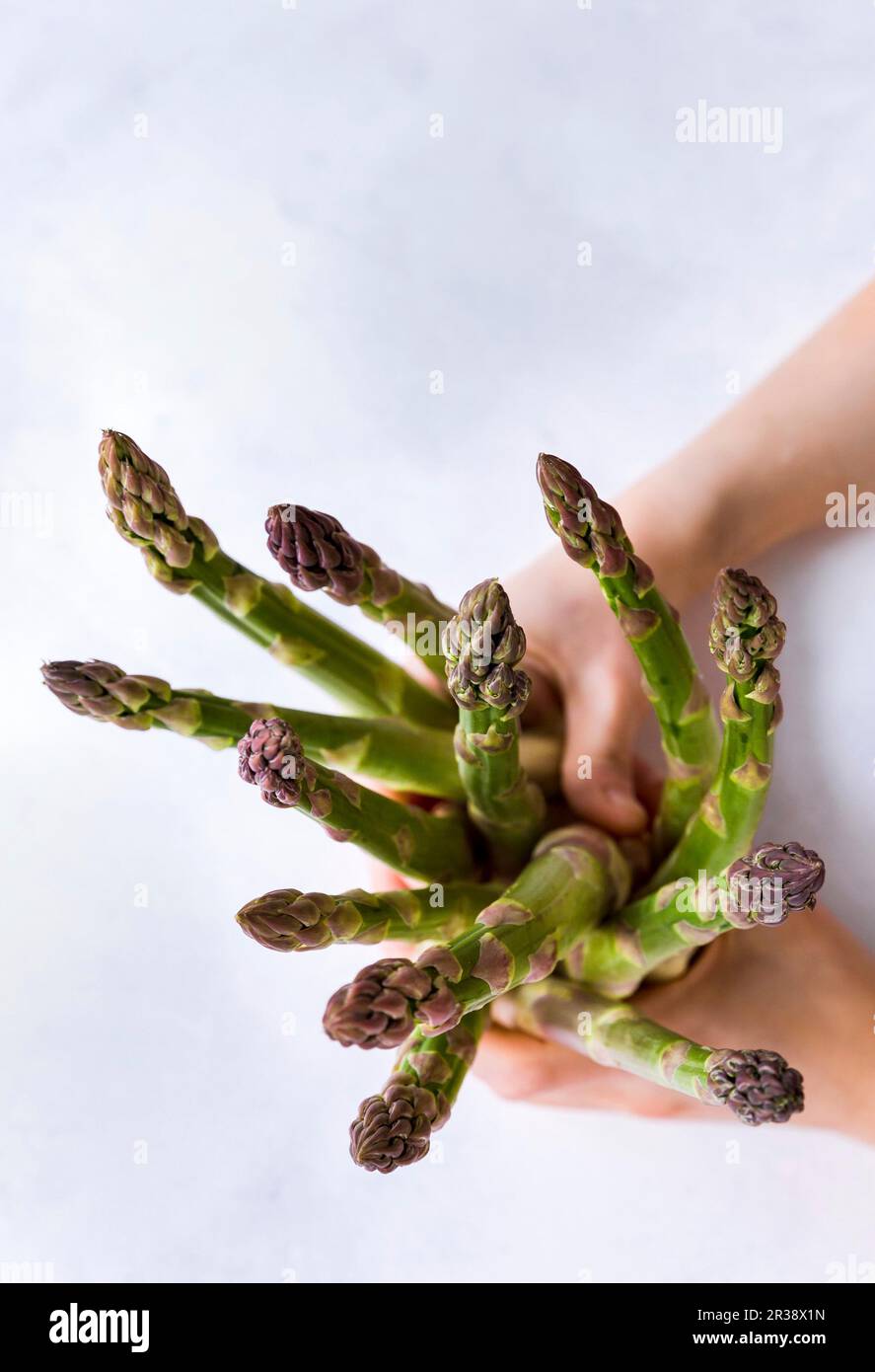 Händen mit grünen Spargelspitzen Stockfoto