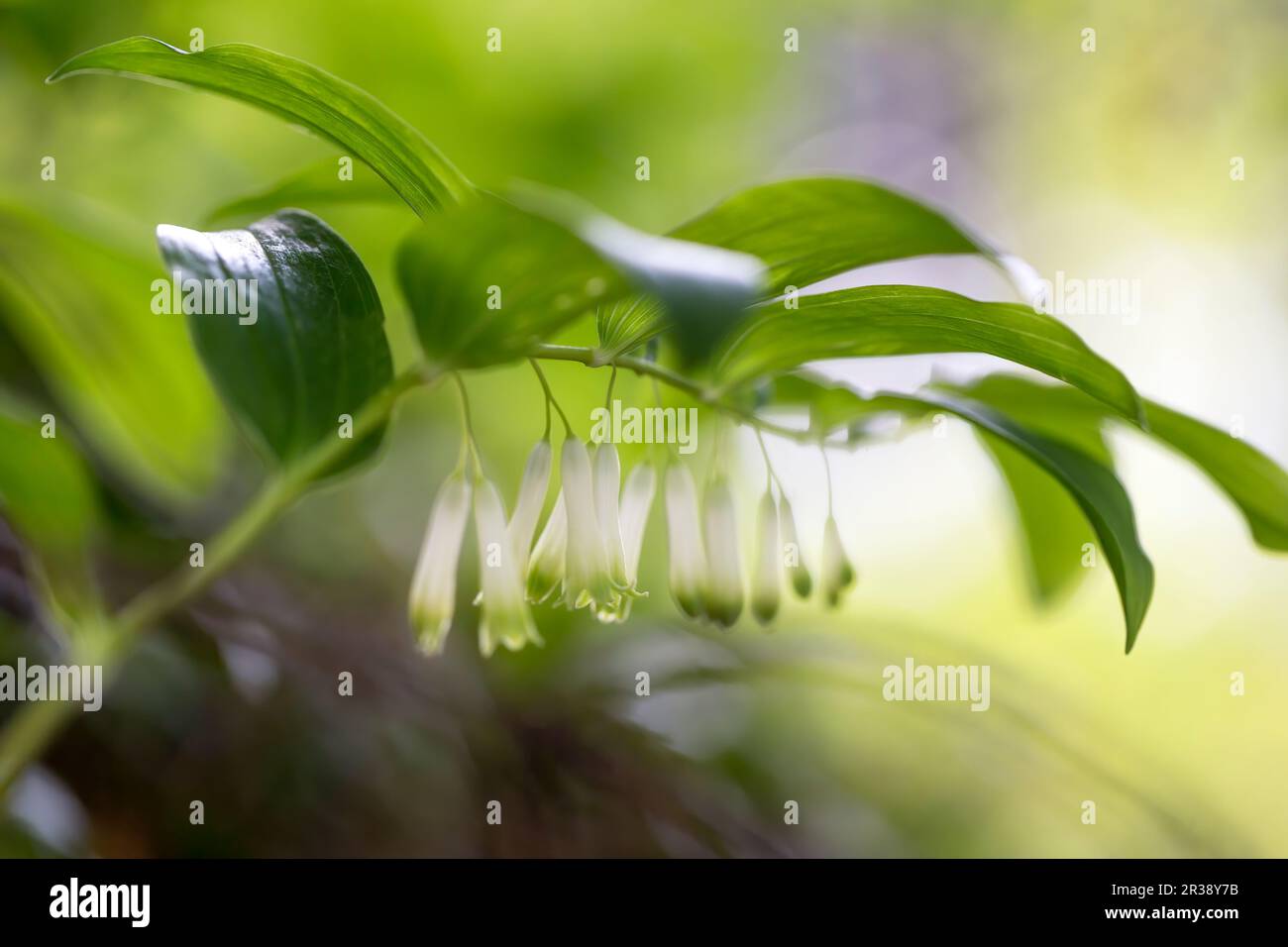Blühende Salomonrobbe (Polygonatum odoratum) im Garten Stockfoto
