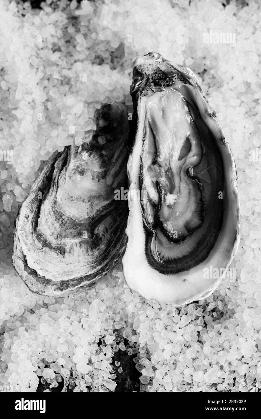 Austern auf Salz, Schweden. Stockfoto