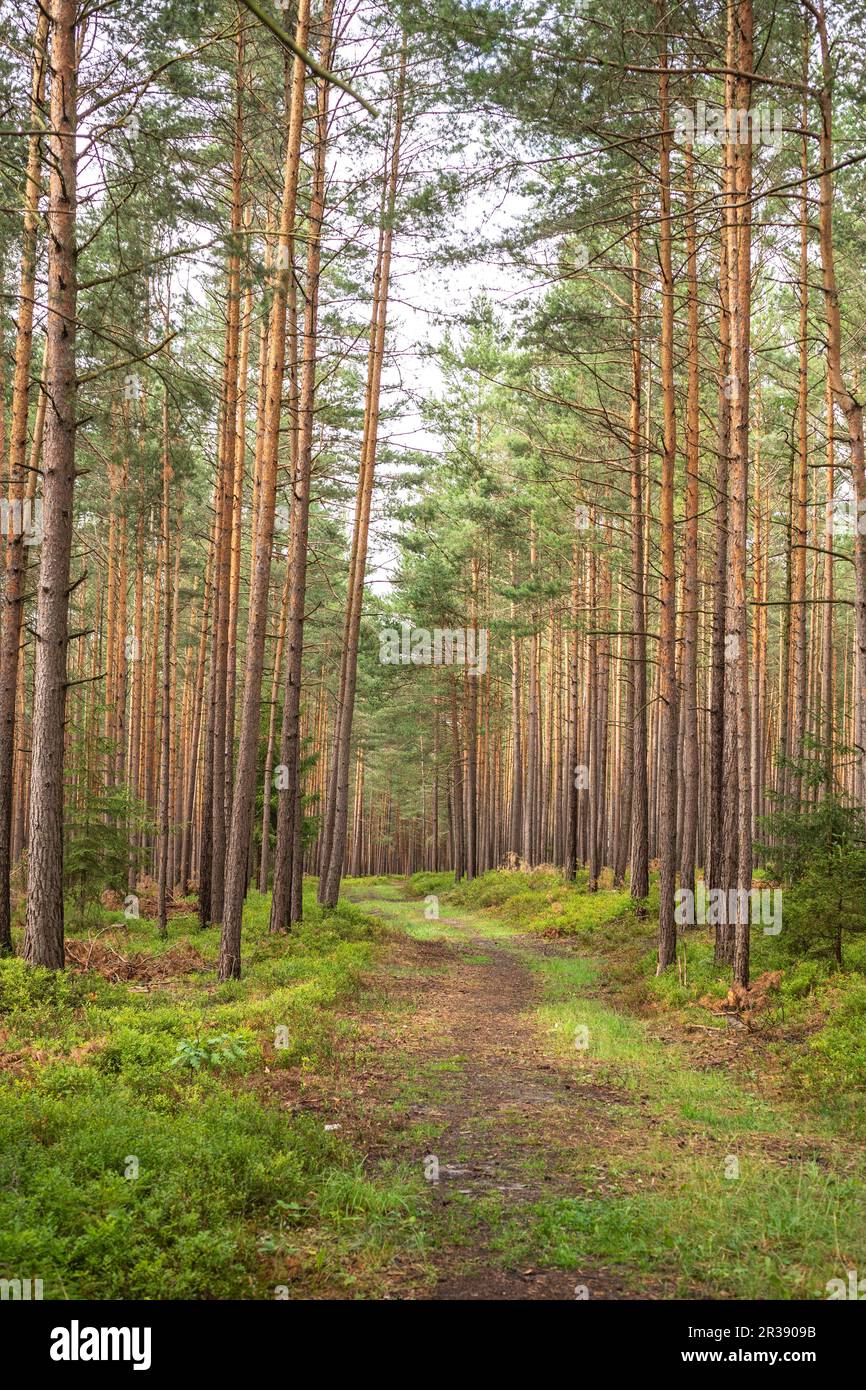 Waldweg Stockfoto