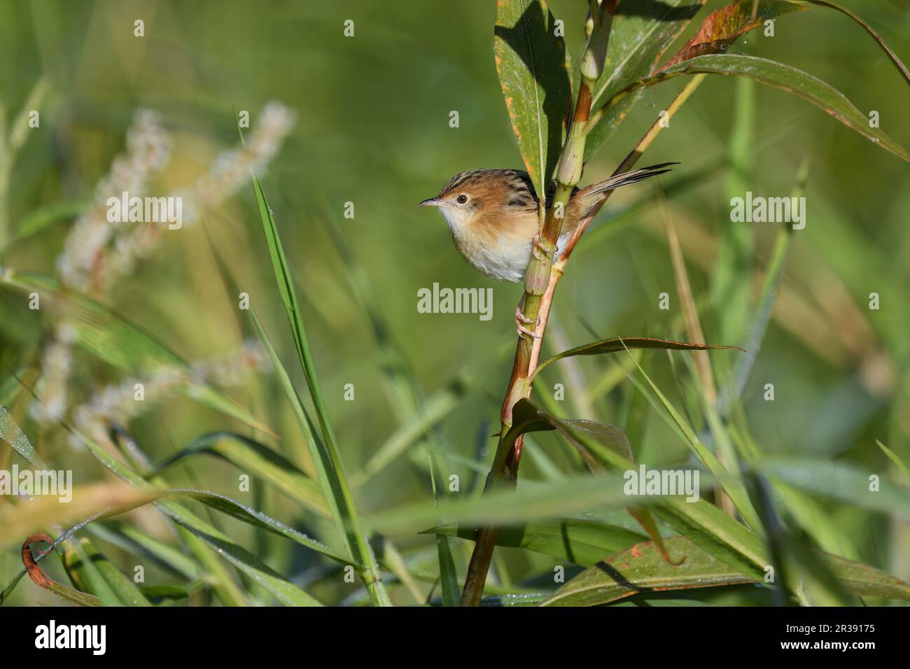 Ein ausgewachsener männlicher, nicht zur Zucht bestimmter australischer, männlicher, goldköpfiger Cisticola-Exilis-Vogel, der auf dem Stamm einer Pflanze auf der Suche nach Nahrung steht Stockfoto