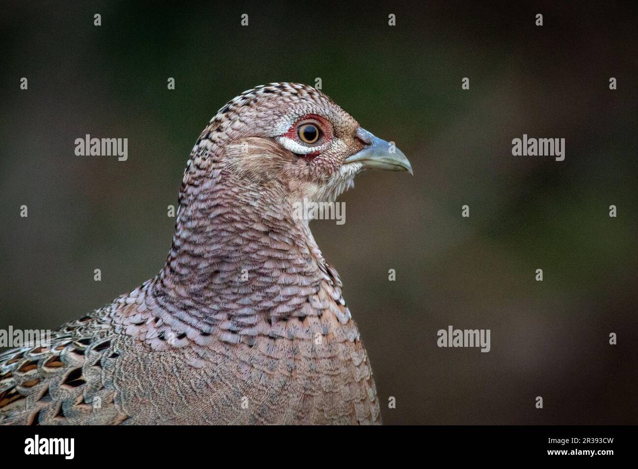 Nahaufnahme von Kopf und Hals eines Fasanenweibchens. Es gibt Platz für Text um den Vogel vor dem dunklen Hintergrund Stockfoto