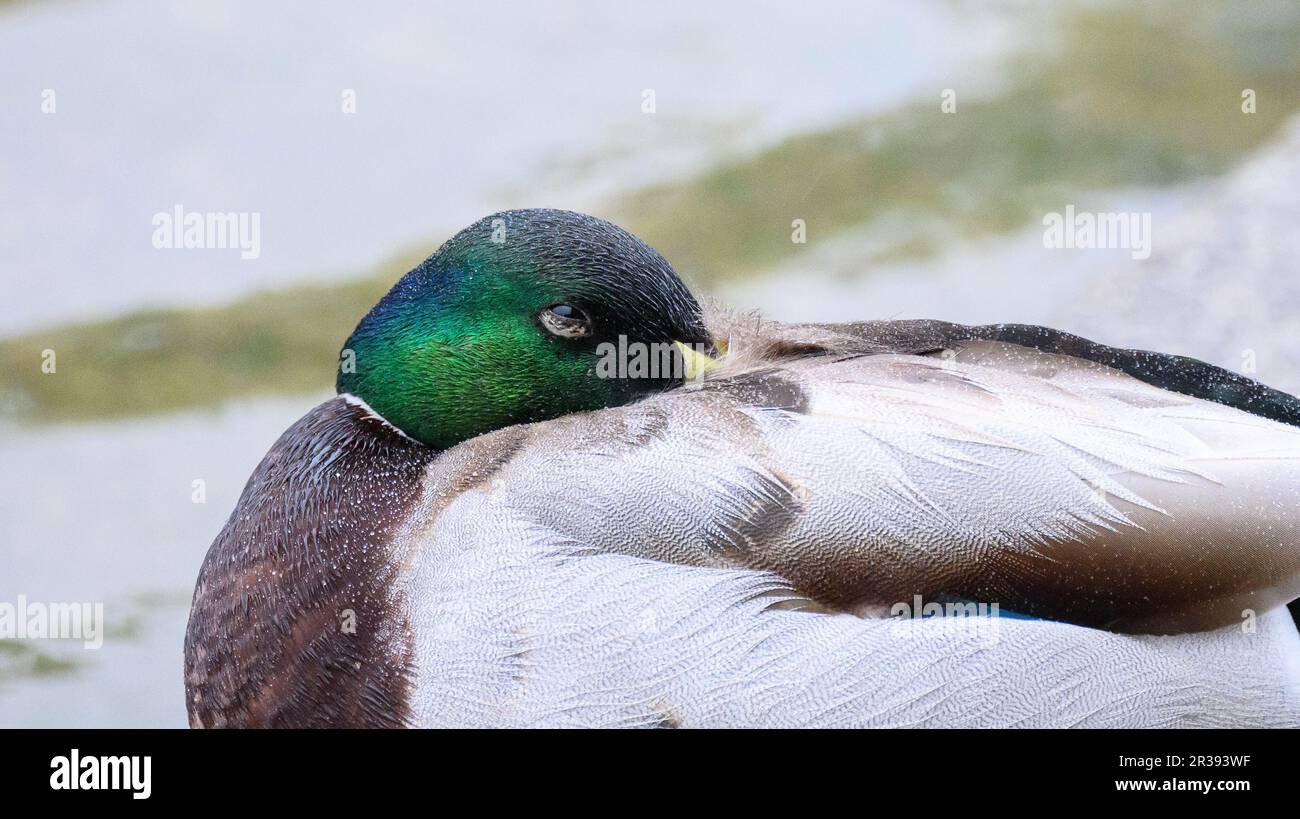 Hannover, Deutschland. 23. Mai 2023. Eine Ente steckt ihren Schnabel in ihre Federn, wenn es am Ufer des Maschsee regnet. Kredit: Julian Stratenschulte/dpa/Alamy Live News Stockfoto