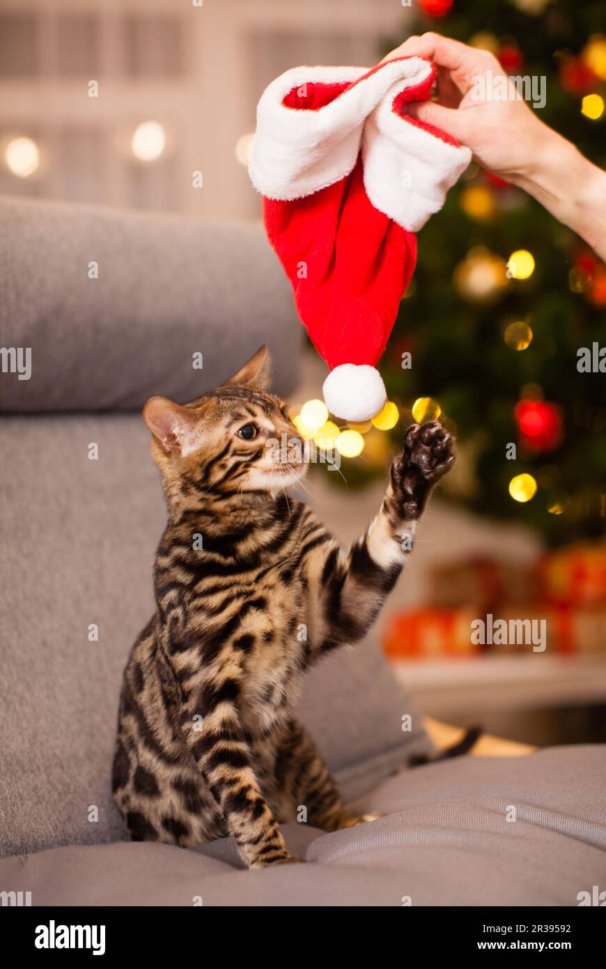 Weihnachtskatze mit rotem Weihnachtsmann-Hut Stockfoto