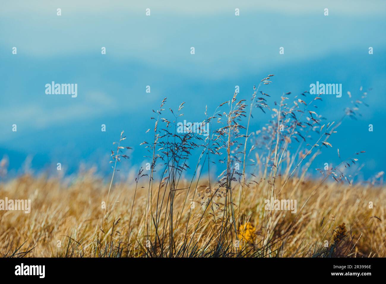 Natur Hintergrund in einem Berge, bis Gras in der Nähe Stockfoto