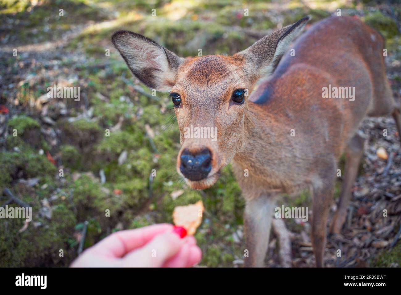 Ein Reh füttert, ein Reh frisst spezielle Kekse aus seinen Händen, Nara, Japan Stockfoto