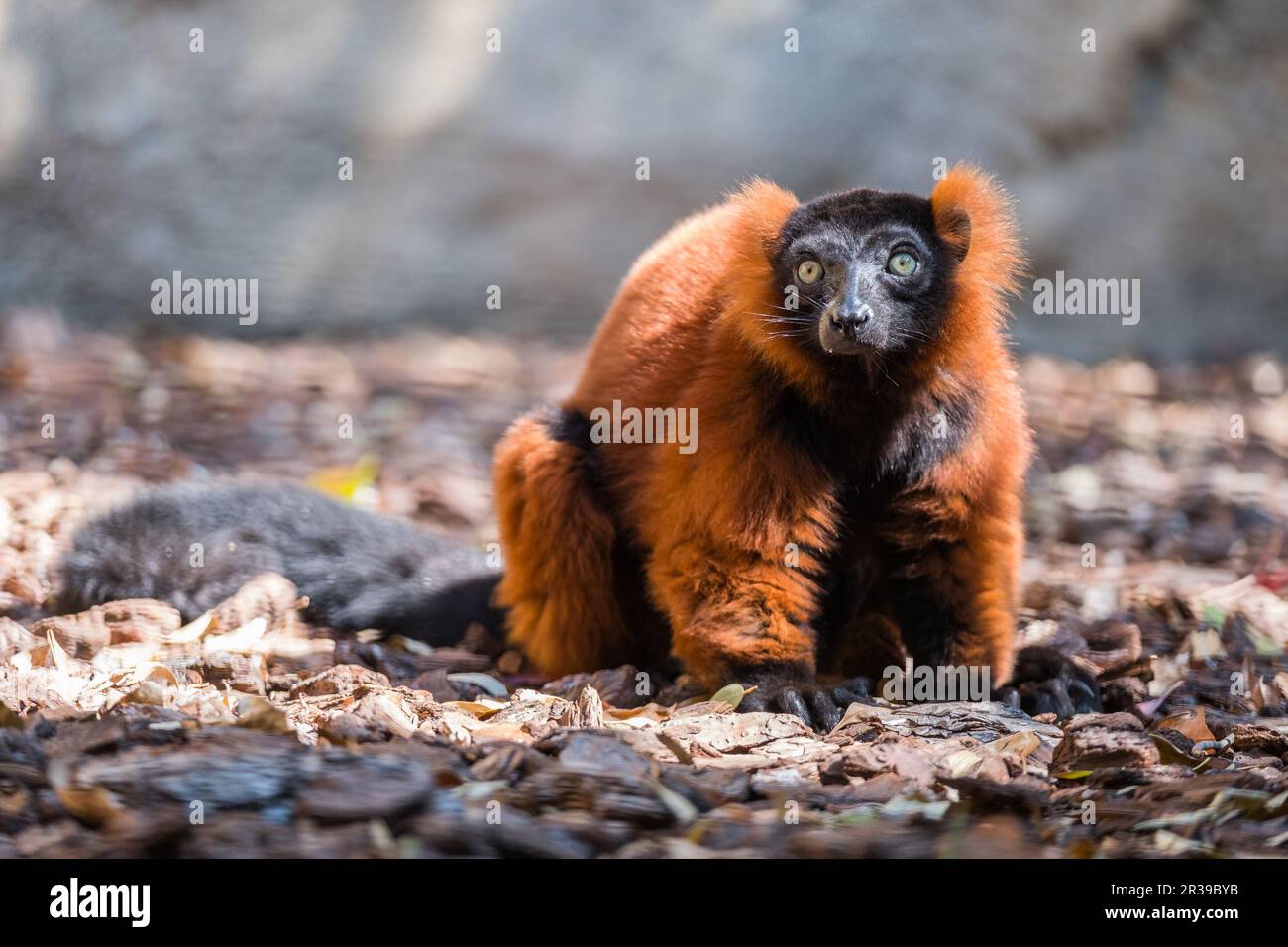 Porträt eines lustigen braunen Lemuren mit einer Zunge. Stockfoto