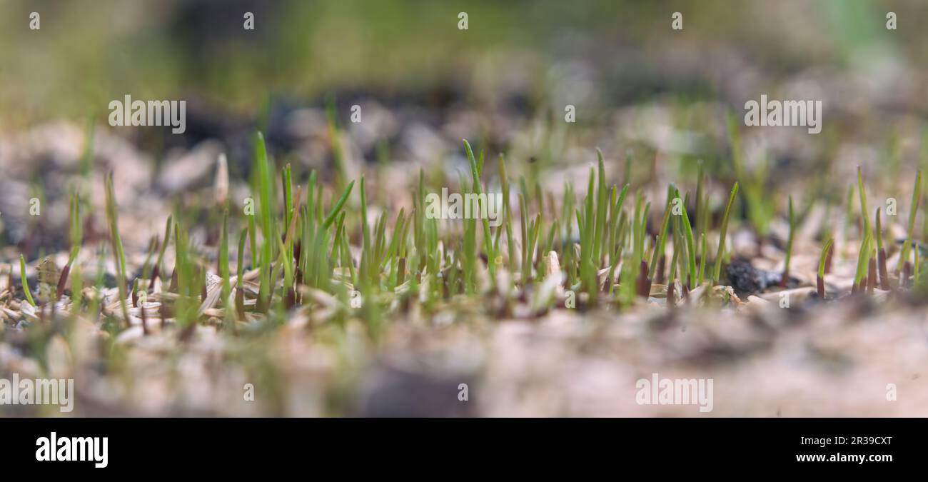 Nahaufnahme von Grassamen im Garten. Stockfoto