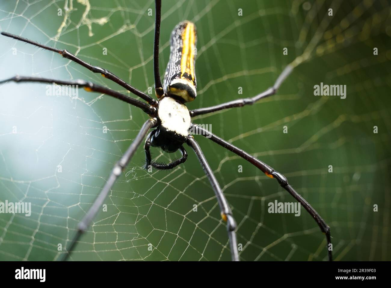 Golden Silk Orb Weaver Spider oder Banana Spider oder Giant Wood Spider ( Nephila Pilipes) auf Cobweb mit unscharfem grünen Dschungelhintergrund. Stockfoto