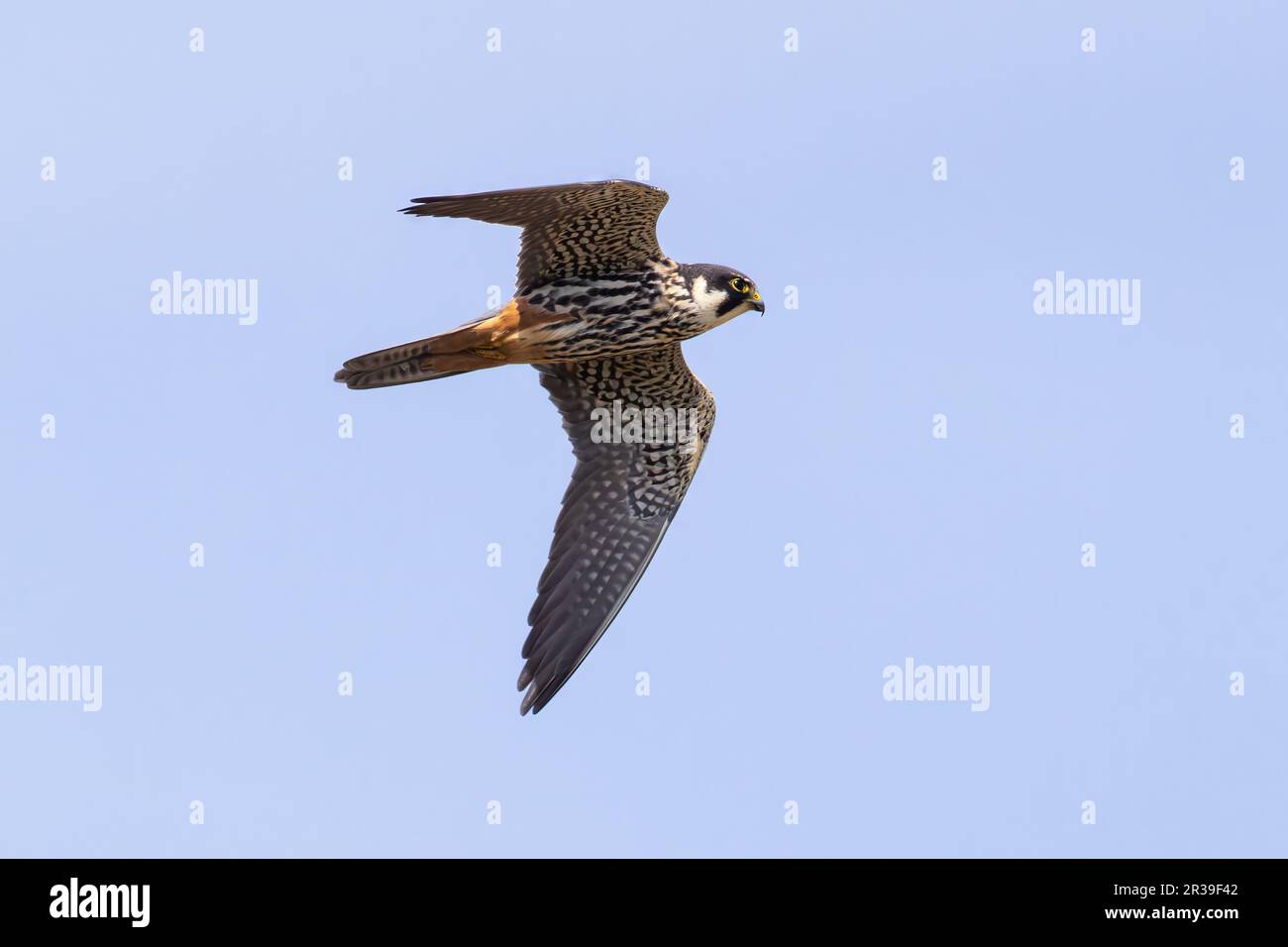 Ein Hobby, das gegen den blauen Himmel fliegt Stockfoto