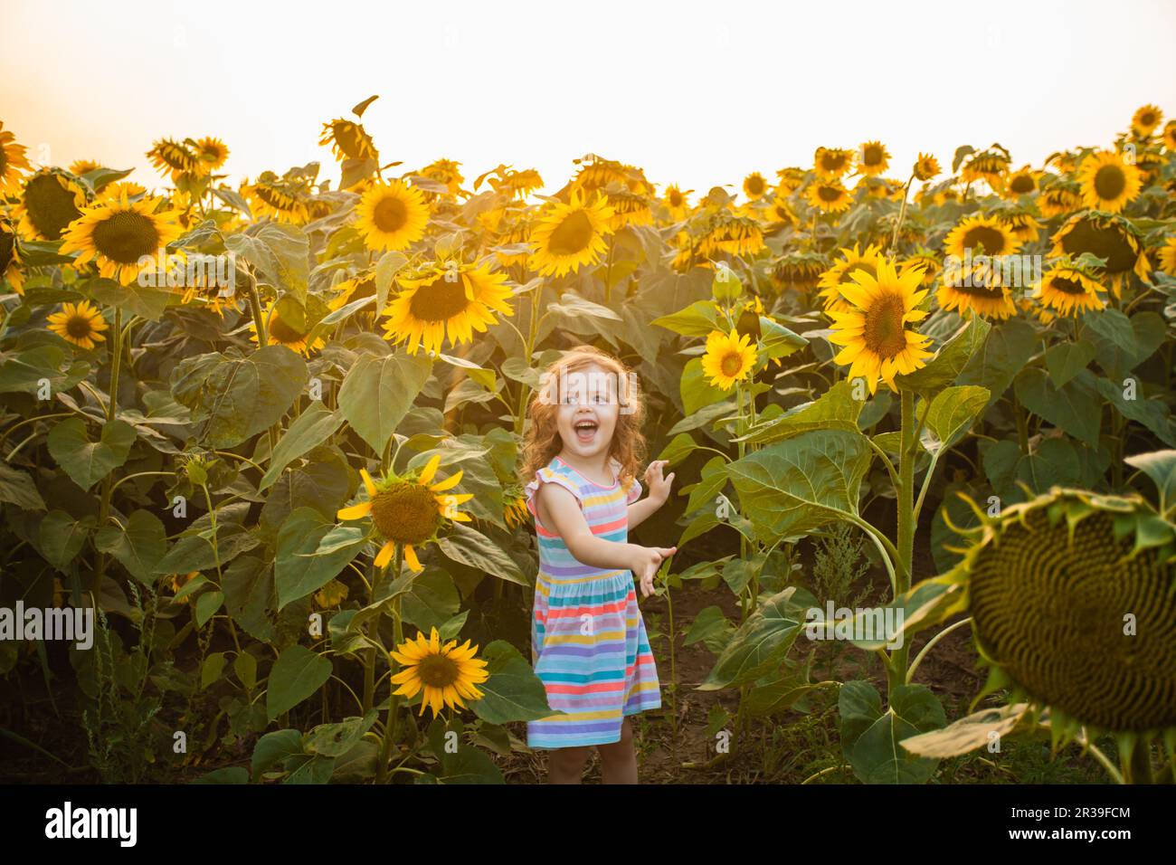 Glückliches Kind, das im Sommerfeld mit Sonnenblumen Spaß hat. Freiheitskonzept Stockfoto