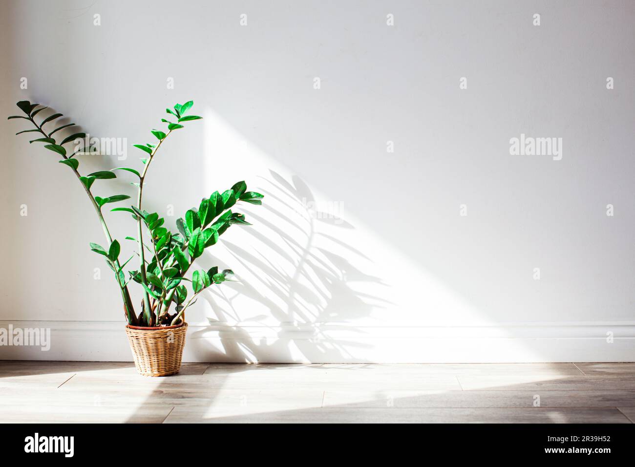 Schatten des grünen Zamioculcas-Busches an der Wand. Stockfoto