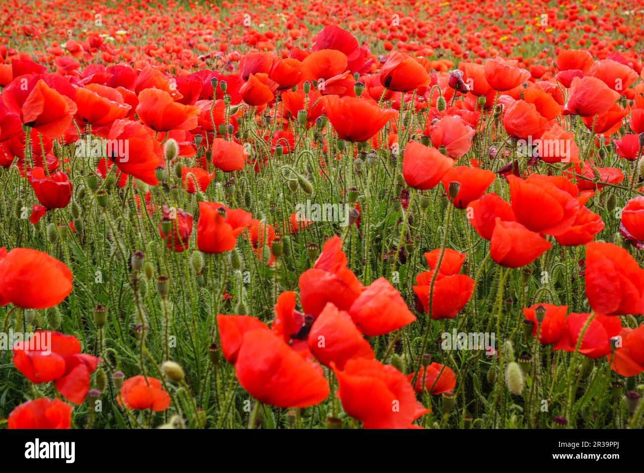 Papaver rhoeas, amapola Silvestre, Porreres, Mallorca, Balearen, Spanien. Stockfoto