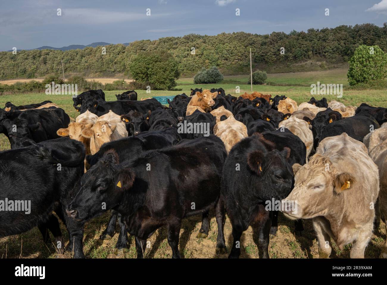 Vacas en celo y toro cubriendolas, Bernedo, Alava, Pais Vasco, Spanien. Stockfoto