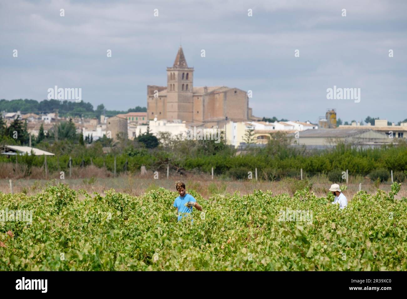 Vendimia de uva Premsal, Finca de Camí de Felanitx, Celler Mesquida-Mora, Porreres, Mallorca, Balearen, Spanien. Stockfoto