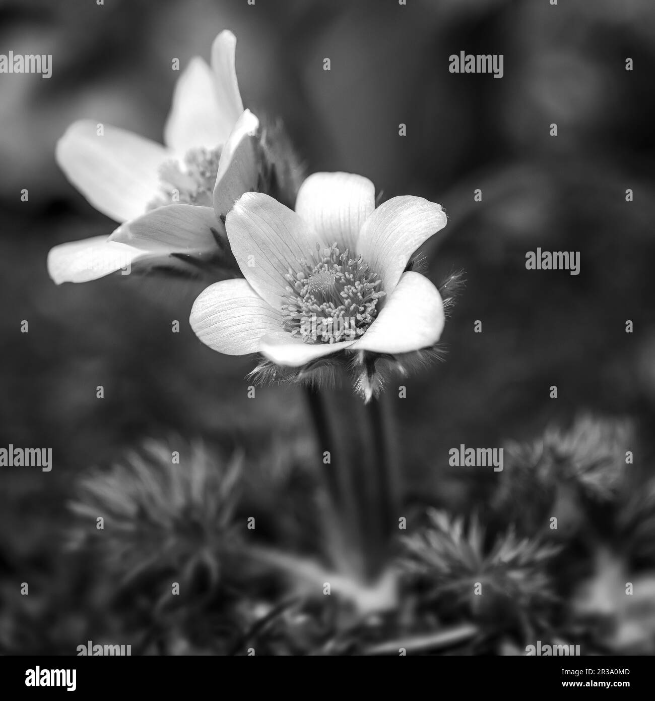 Pulsatilla vulgaris (Paskenblume, Kuhpaskenblume) im Garten Stockfoto