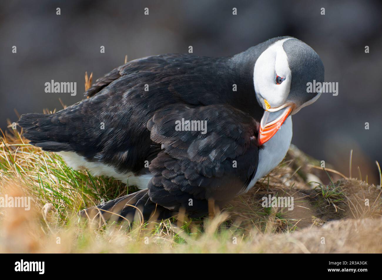 Papageitaucher Stockfoto