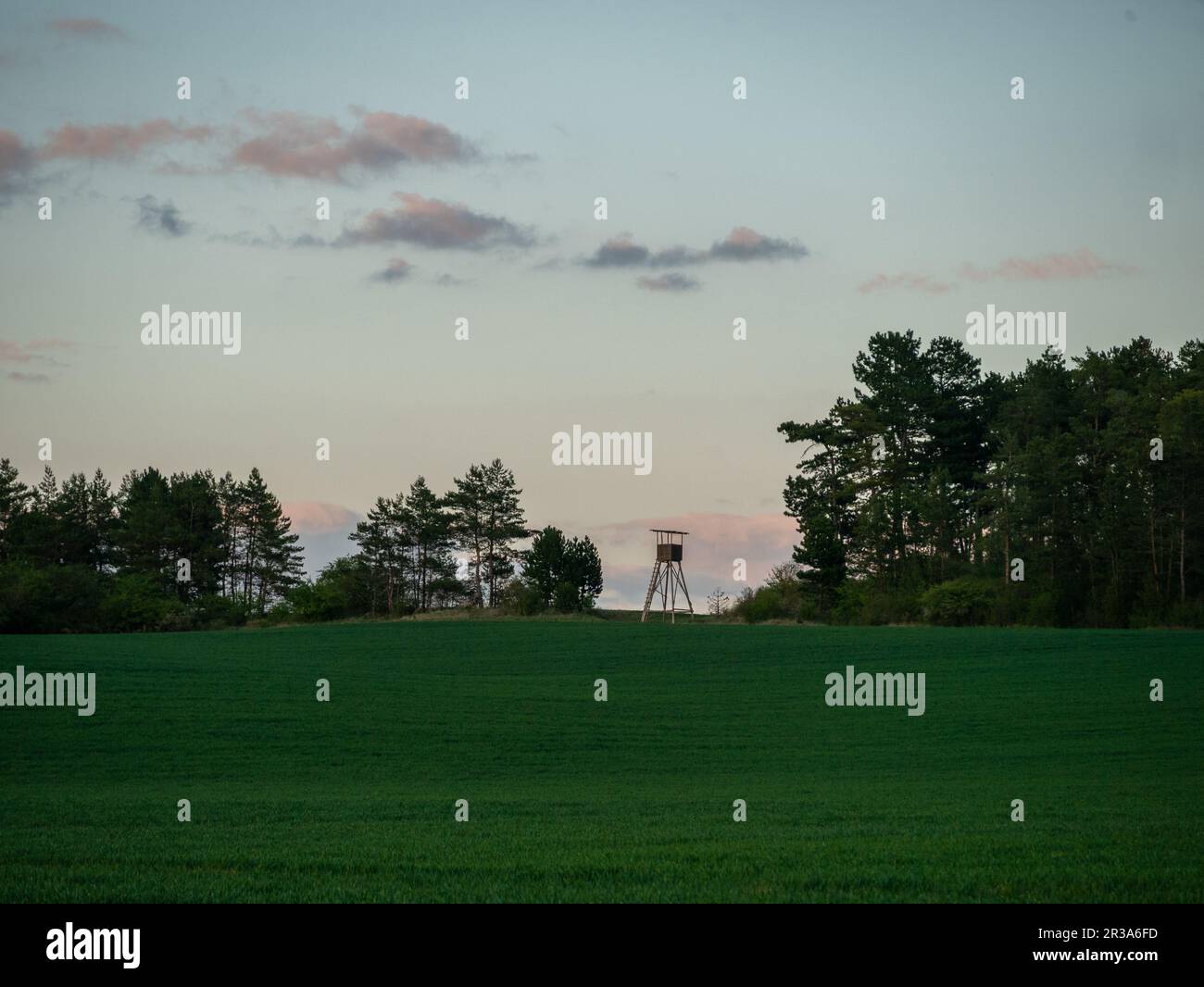 Hoher Sitz am Waldrand Stockfoto