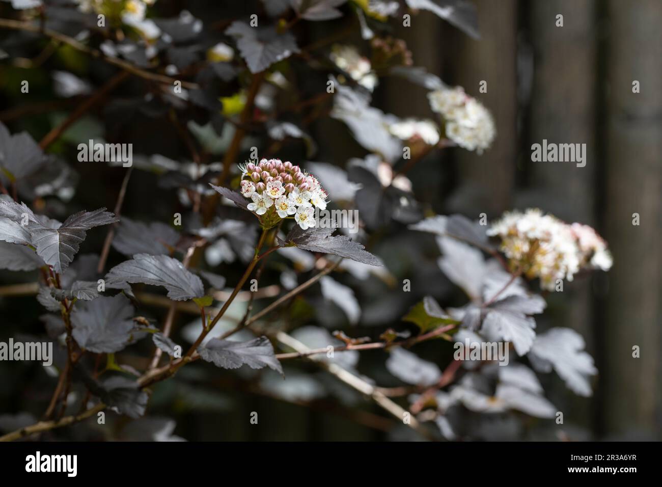 Der blühende Teufelsbusch (Physocarpus opulifolius) im Garten Stockfoto