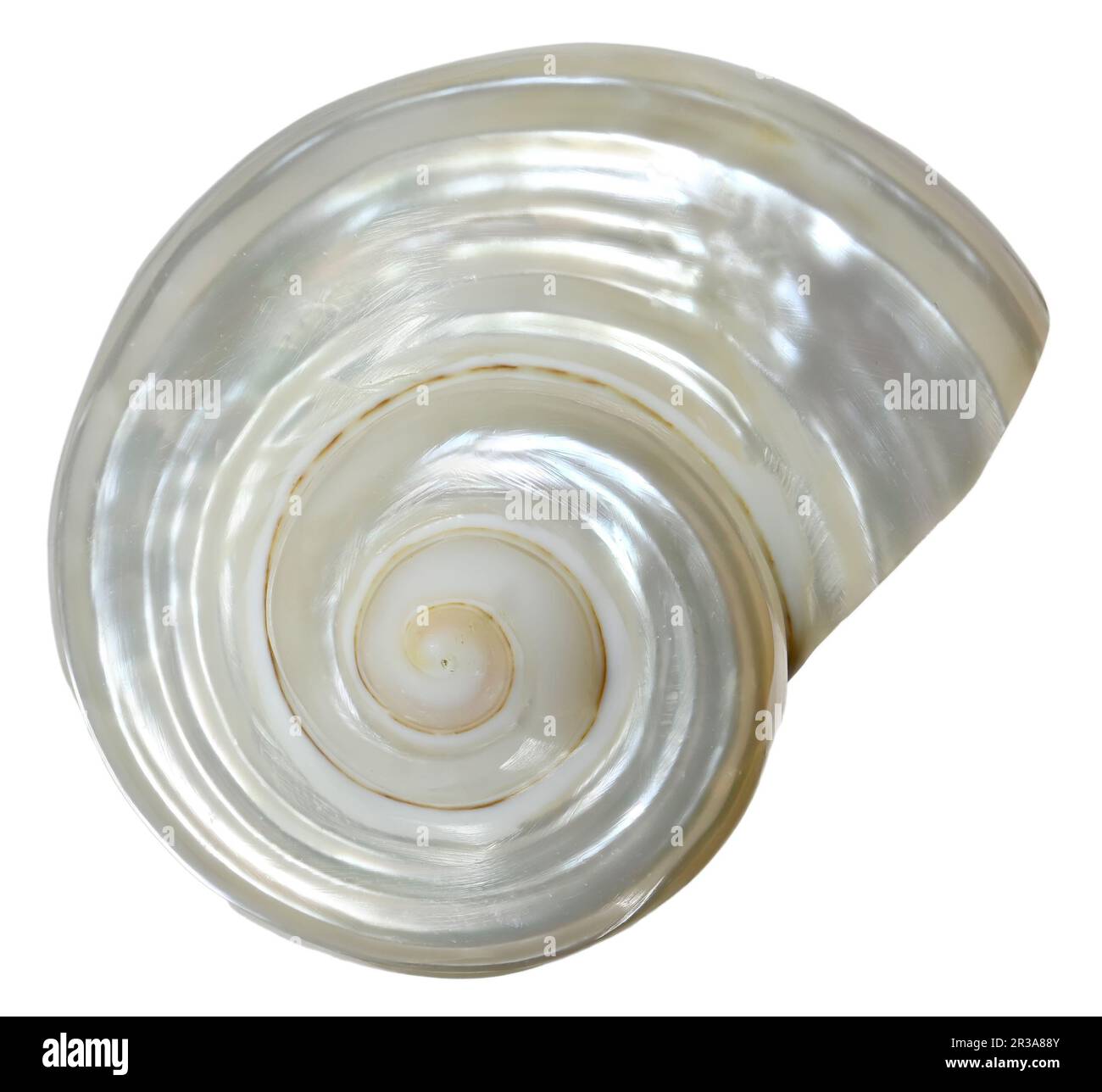 Pearl Turbo Shell – Turbo- oder Turbo-Muschel (äußere Schicht entfernt, um die Perle freizulegen) c4cm mm Stockfoto