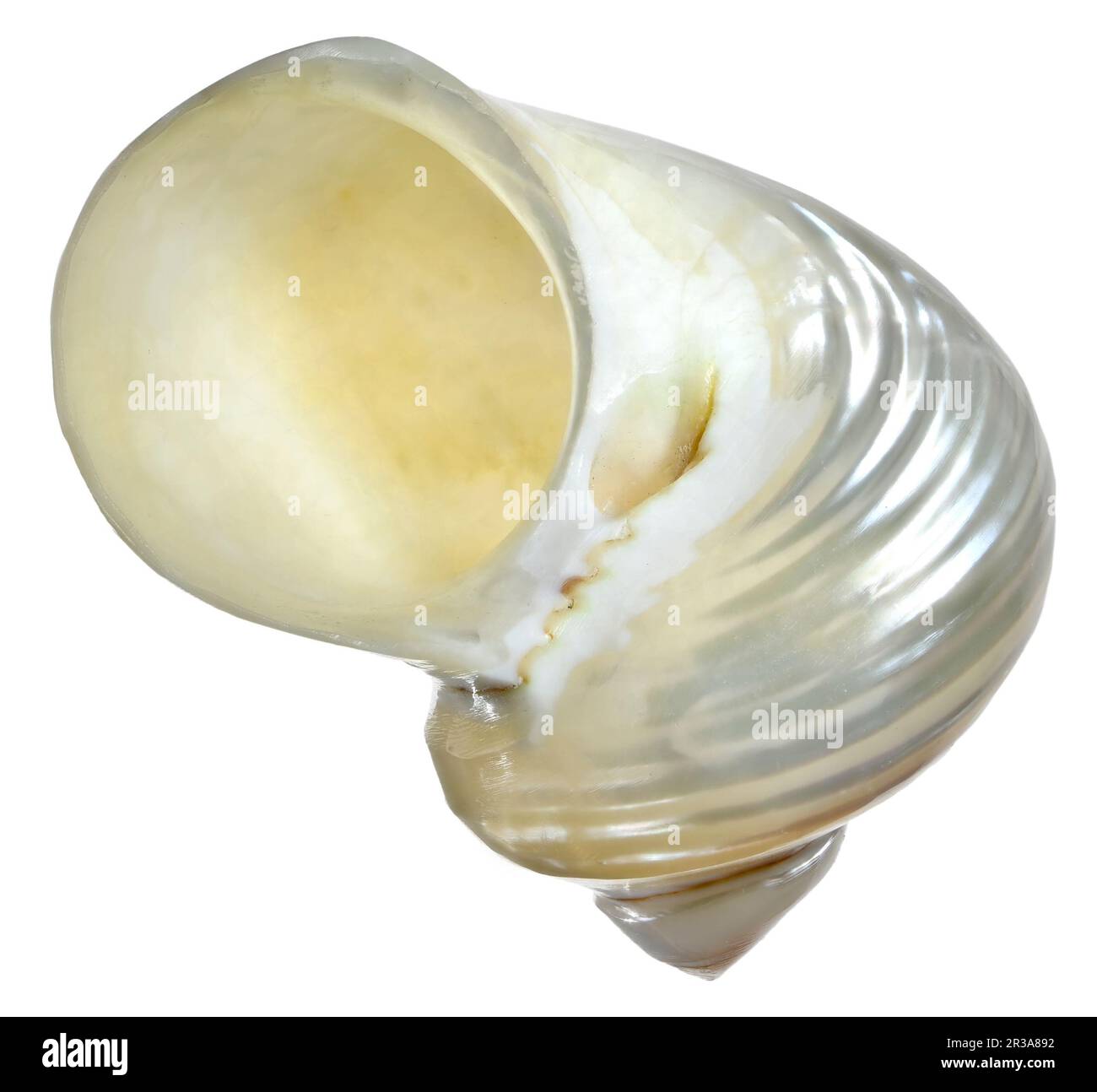 Pearl Turbo Shell – Turbo- oder Turban-Muschel (mit entfernter Außenschicht, um die Perle freizulegen) c4cm mm Stockfoto