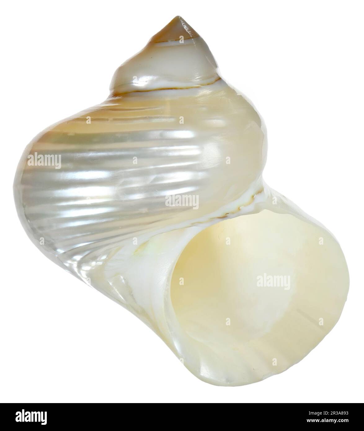 Pearl Turbo Shell – Turbo- oder Turban-Muschel, wobei die äußere Schicht entfernt wurde, um die Perle freizulegen. ) c4cm Stockfoto