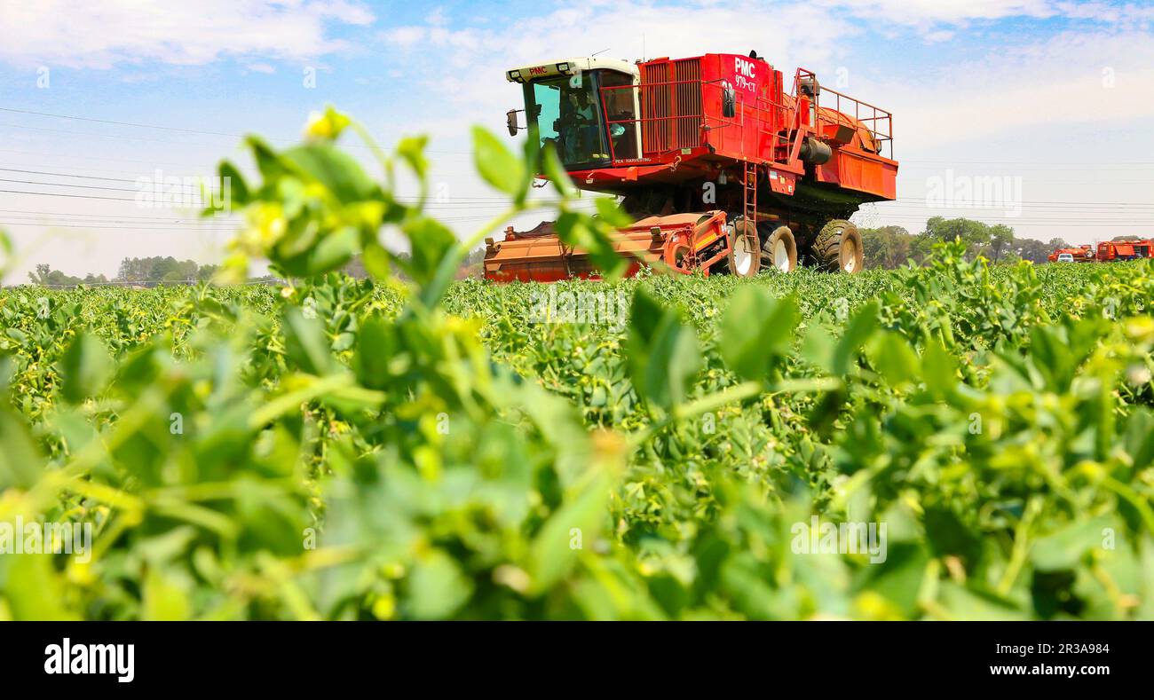 Gewerblicher Pflanzenanbau mit einem Mähdrescher Stockfoto