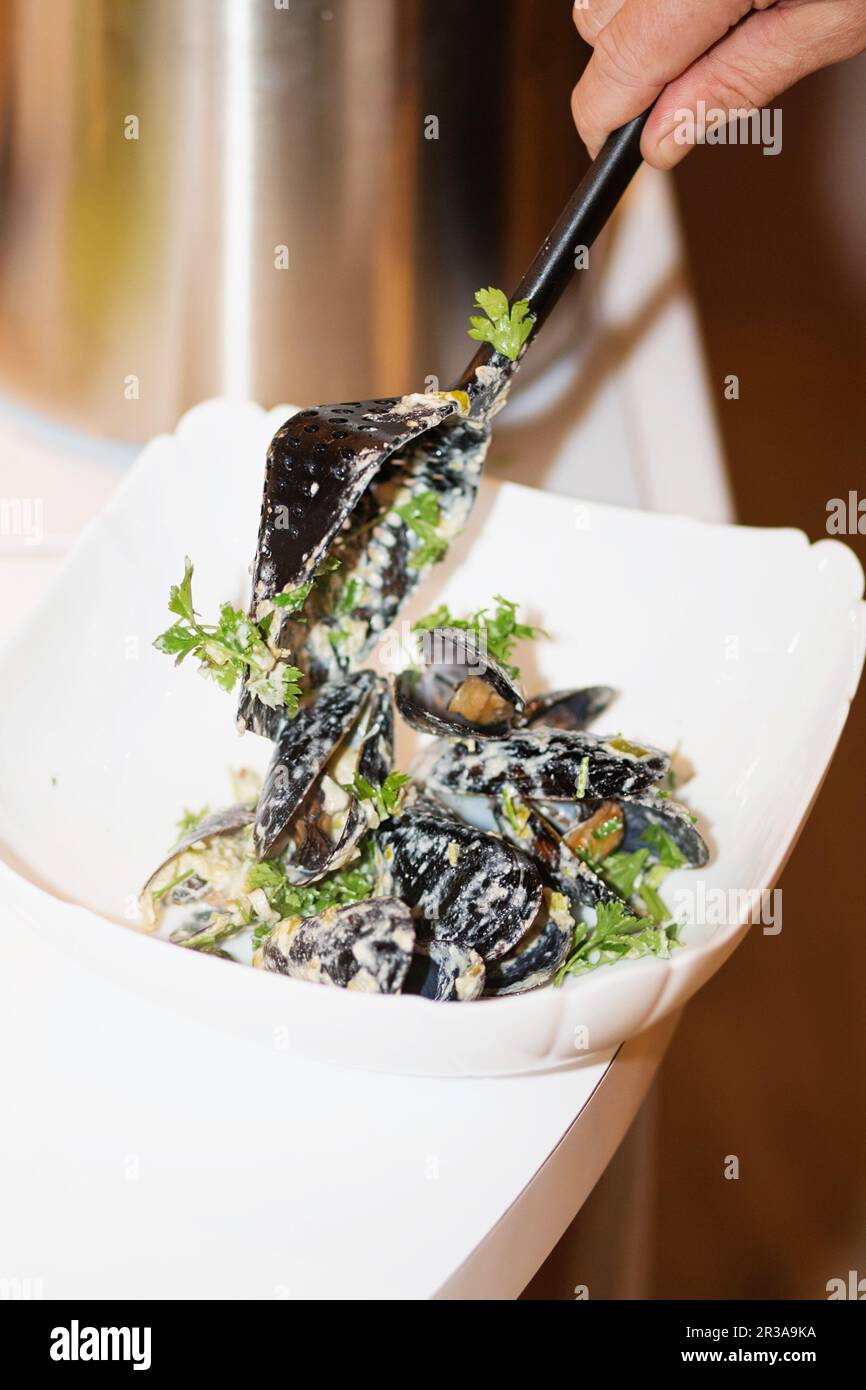 Gedämpfte Muscheln in Schalen in der Schüssel mit Weißwein auf dem Tisch. Der Chef kocht Muscheln in Käse Stockfoto