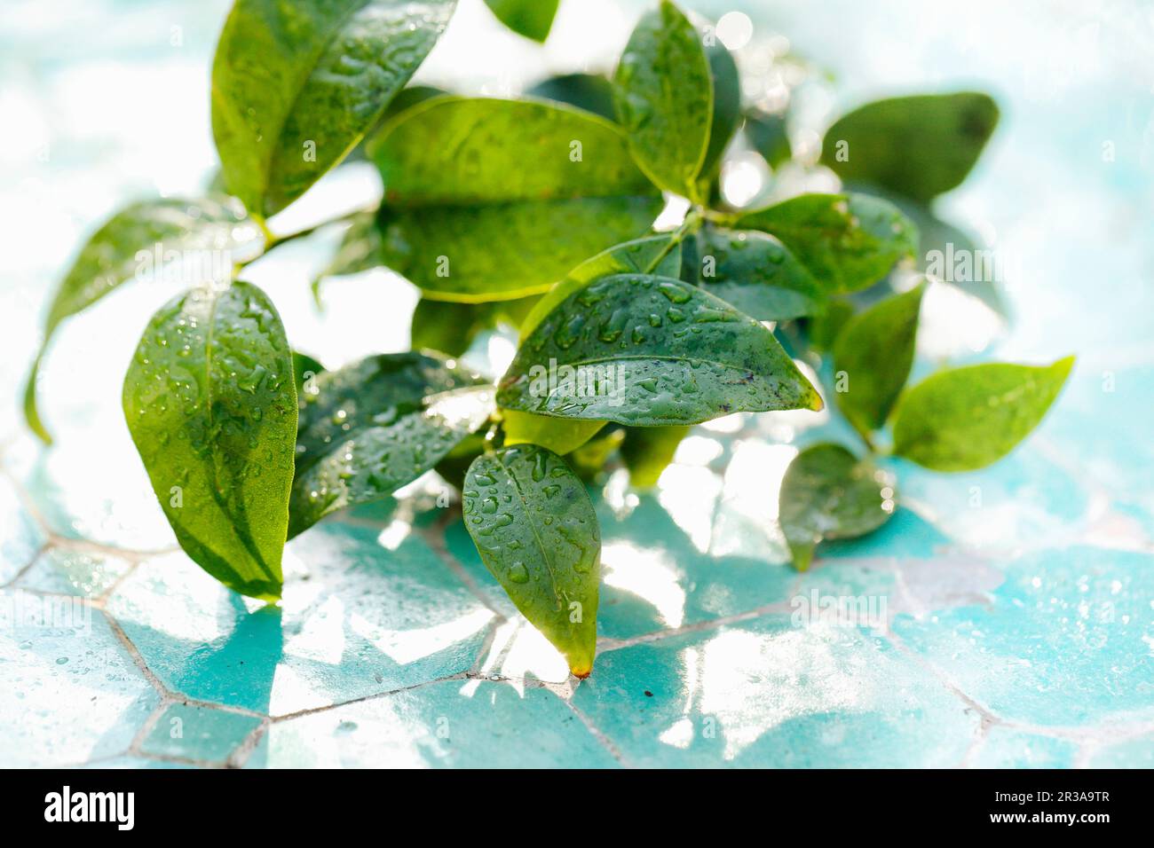 Kaffir-Kalkblätter mit Wassertröpfchen Stockfoto