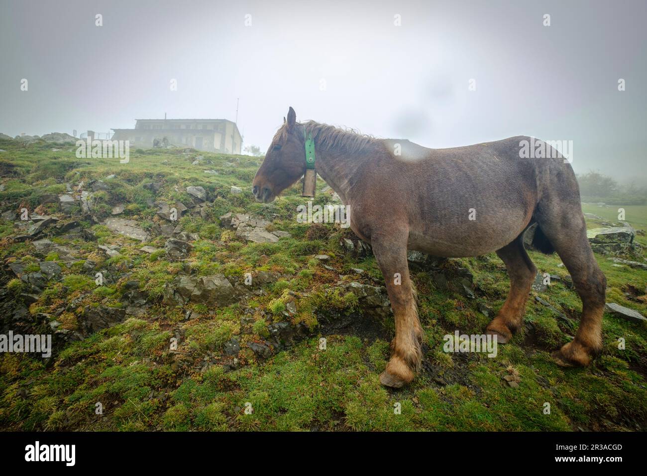 Prat dAguilo, sierra del Cadí, Parque Natural del Cadí-Moixeró , cordillera de los Pirineos, Lleida, Spanien. Stockfoto