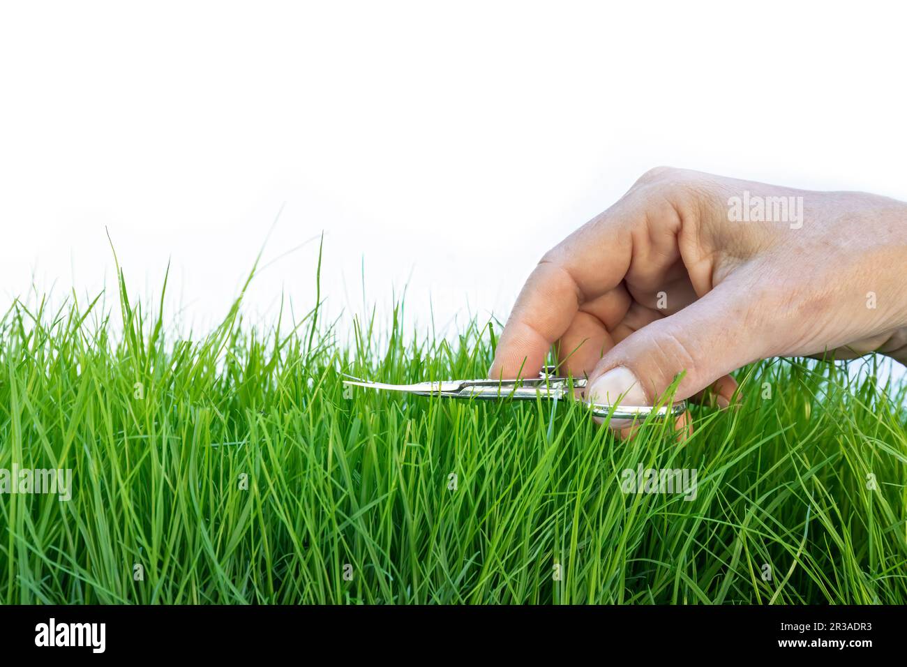 Weibliche Hand präzise schneiden Rasen mit einer Schere Stockfoto