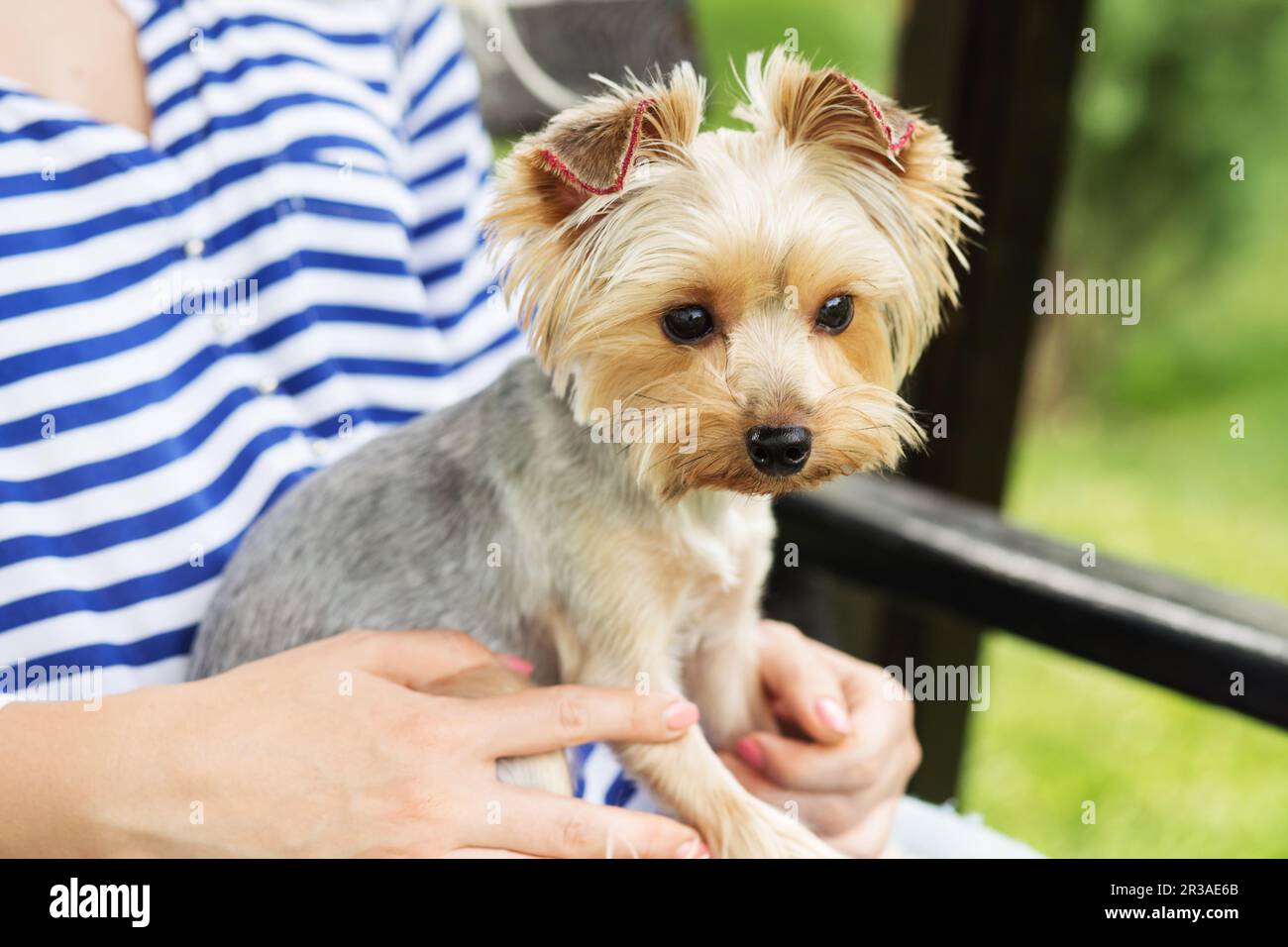 Design Hundeohren. Dog York in den Armen ihres Besitzers. Ein kleiner Hund mit Ohren und Pailletten. Bräutigam Stockfoto