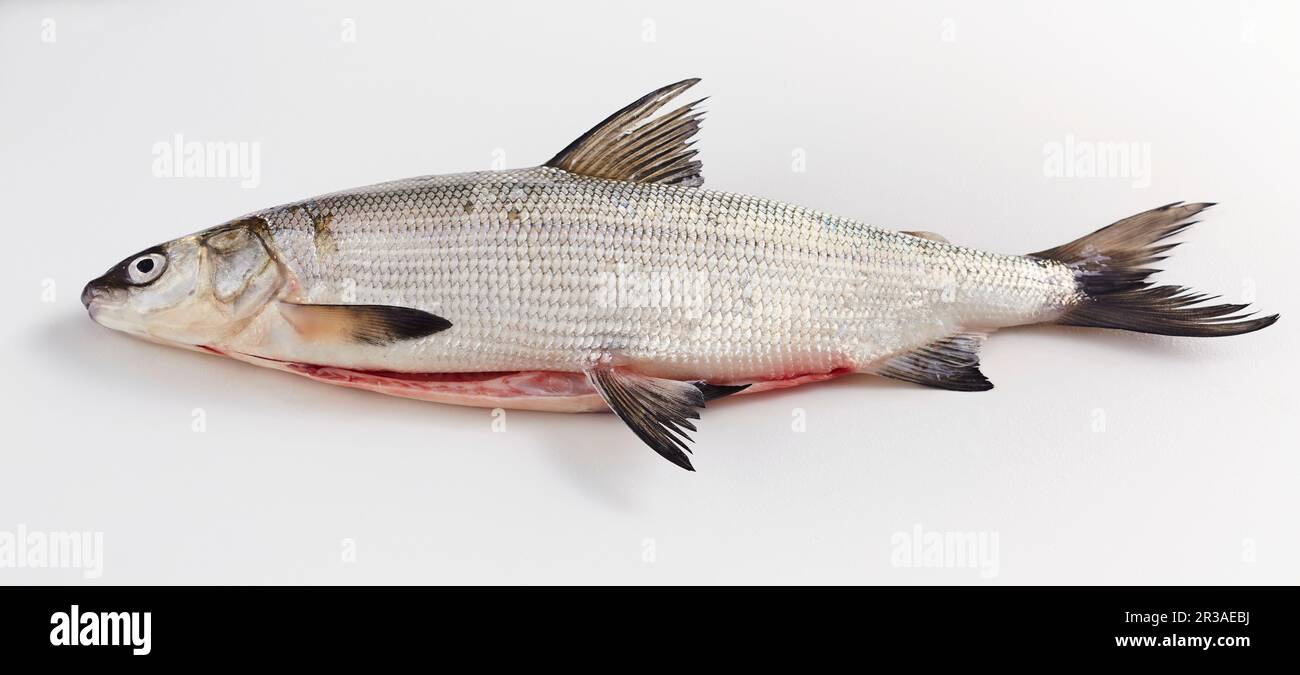 Ein ganzer Weißfisch, ausgenommen Stockfoto