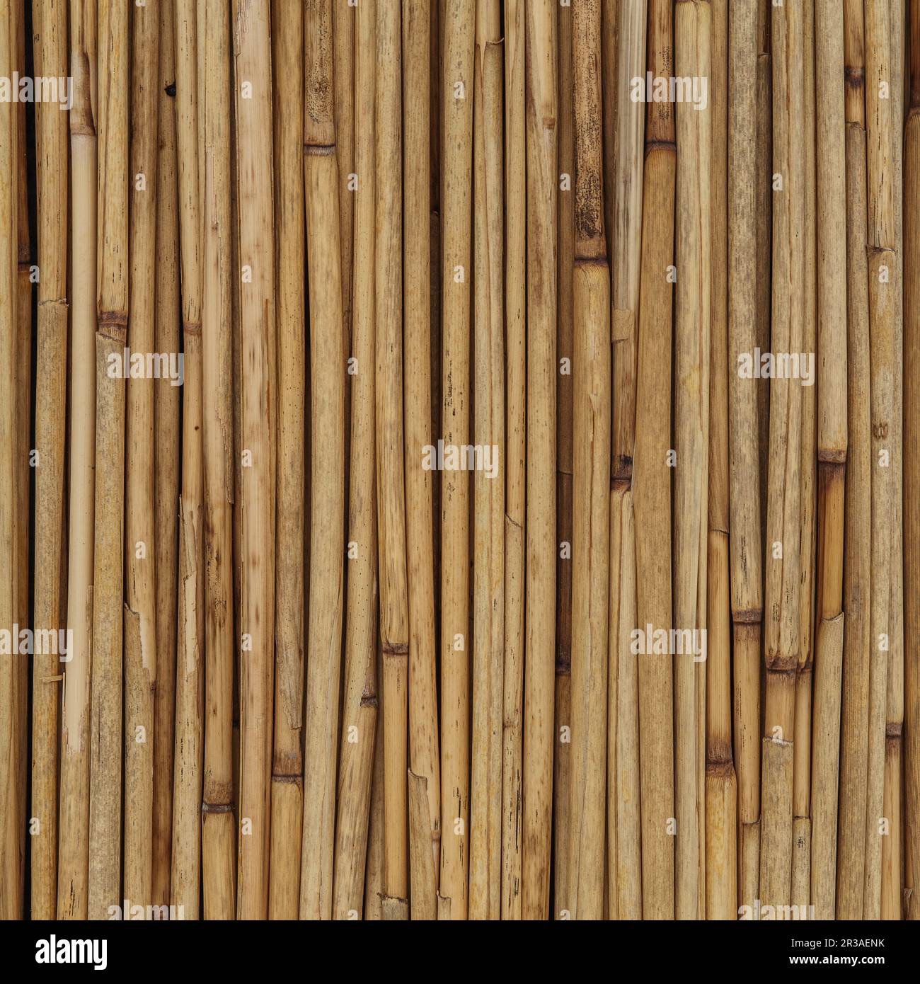 Natürliche Textur von Schilf oder Bambus für den Hintergrund Stockfoto