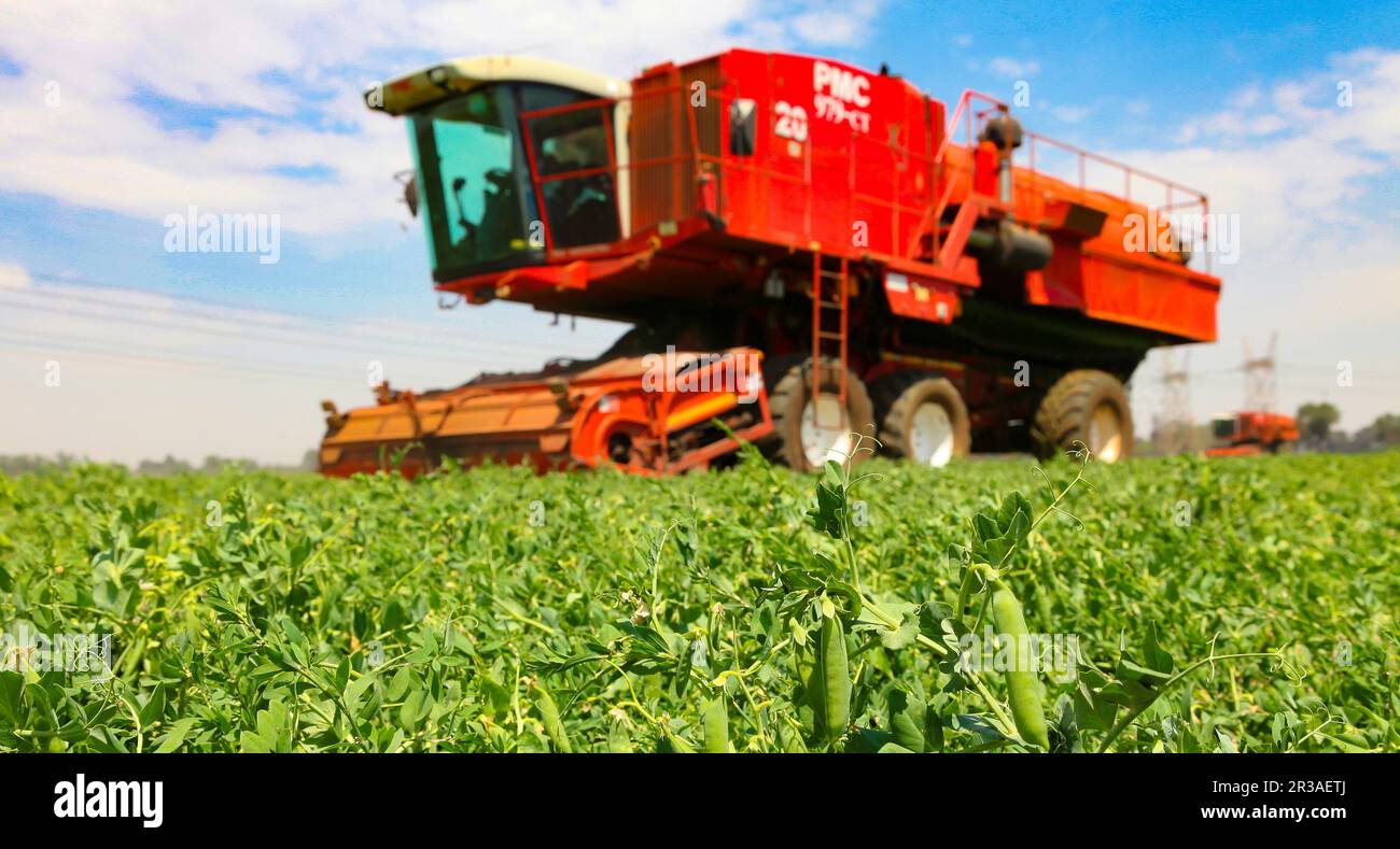 Gewerblicher Pflanzenanbau mit einem Mähdrescher Stockfoto