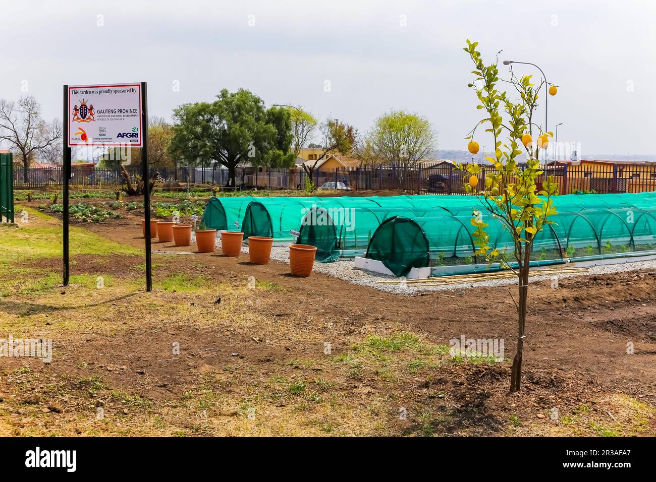 Städtischer Gemüsegarten in Soweto Stockfoto