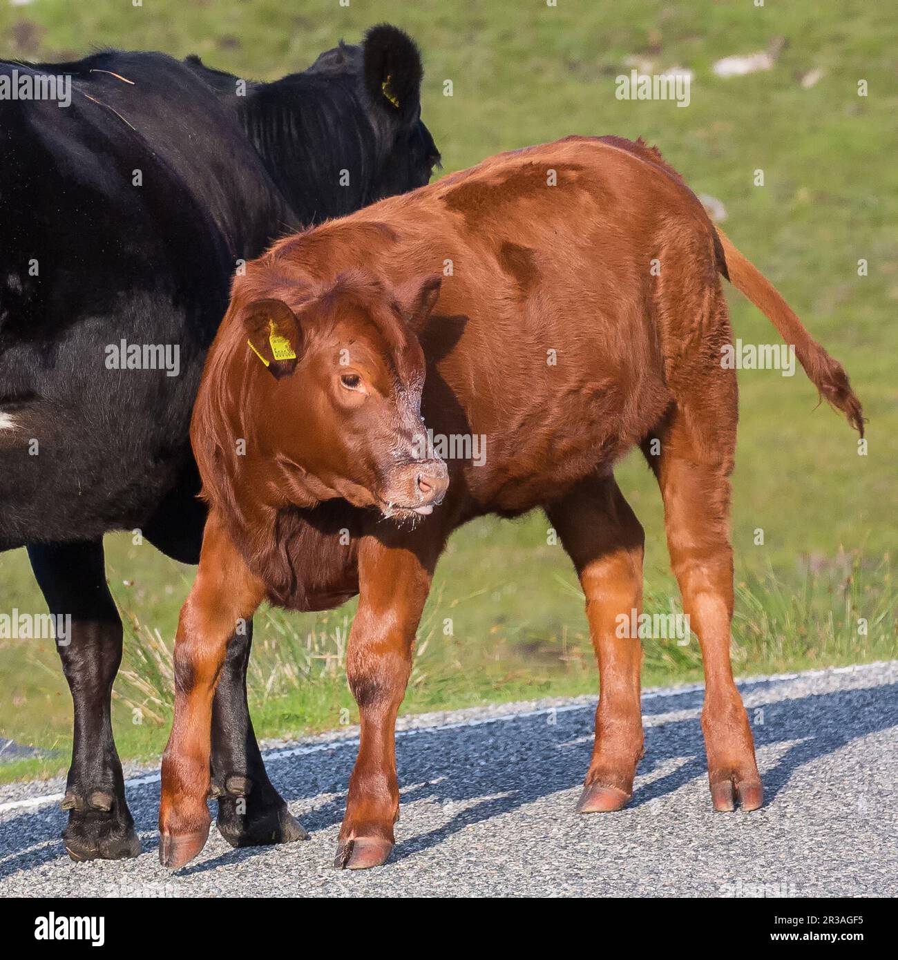 Hellbraunes Kalb auf der Straße mit Milchschaum an der Mündung neben seiner Mutterkuh, Harris, Äußeren Hebriden, westlichen Inseln, Schottland, Vereinigtes Königreich Stockfoto