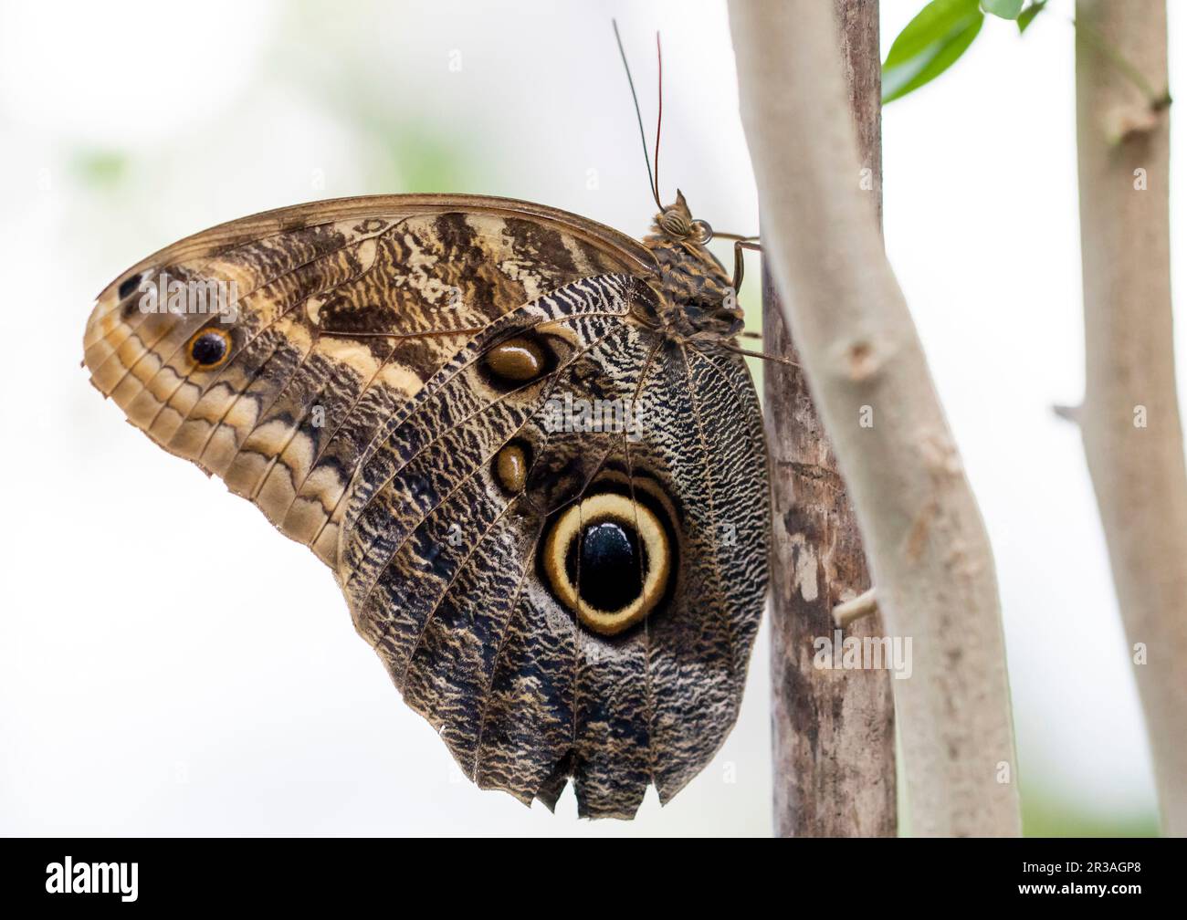 Ein schöner Schmetterling ruht auf einer Blume in einem Garten Stockfoto