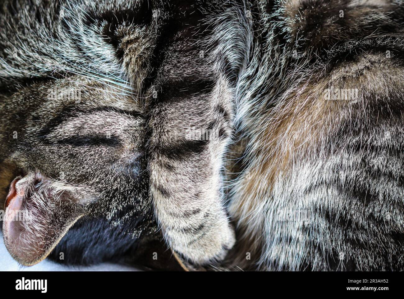 Schlafende graue Tabby-Katze Stockfoto