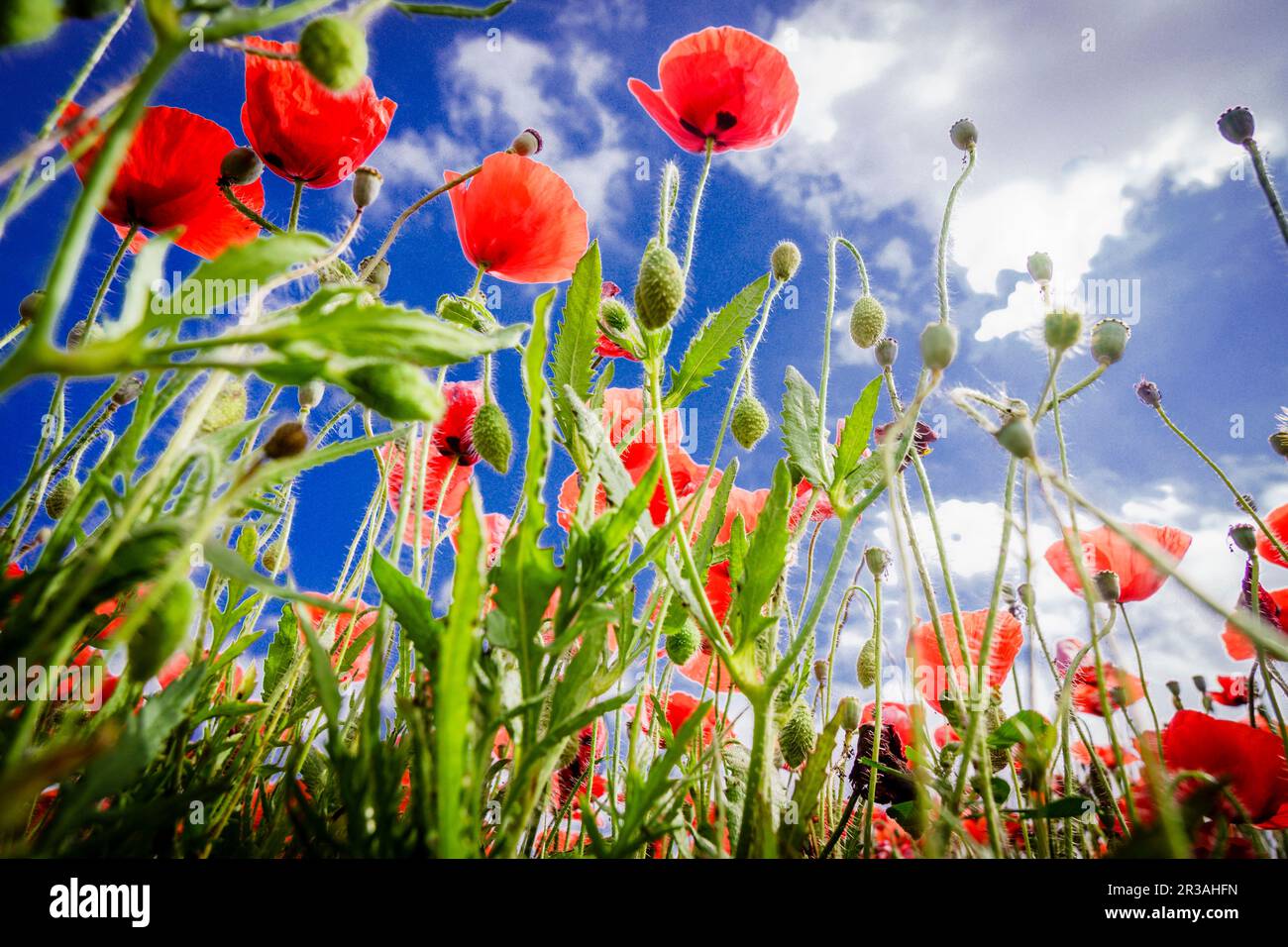 Papaver rhoeas, amapola Silvestre, Porreres, Mallorca, Balearen, Spanien. Stockfoto