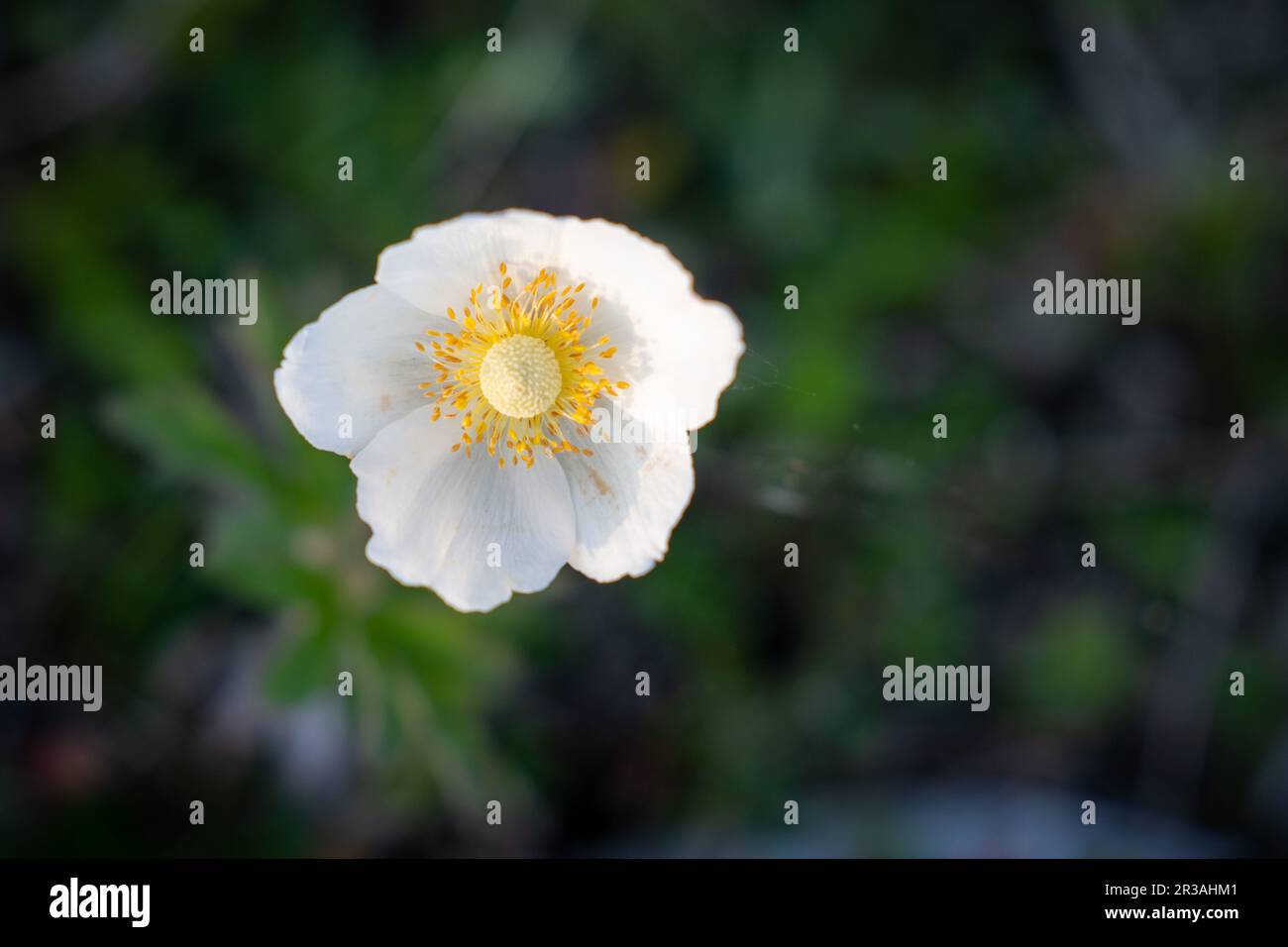 Snowdrop Anemone (syn. Anemone sylvestris) blüht. Blumenfoto mit Kopierbereich für Text. Platz für Text. Stockfoto